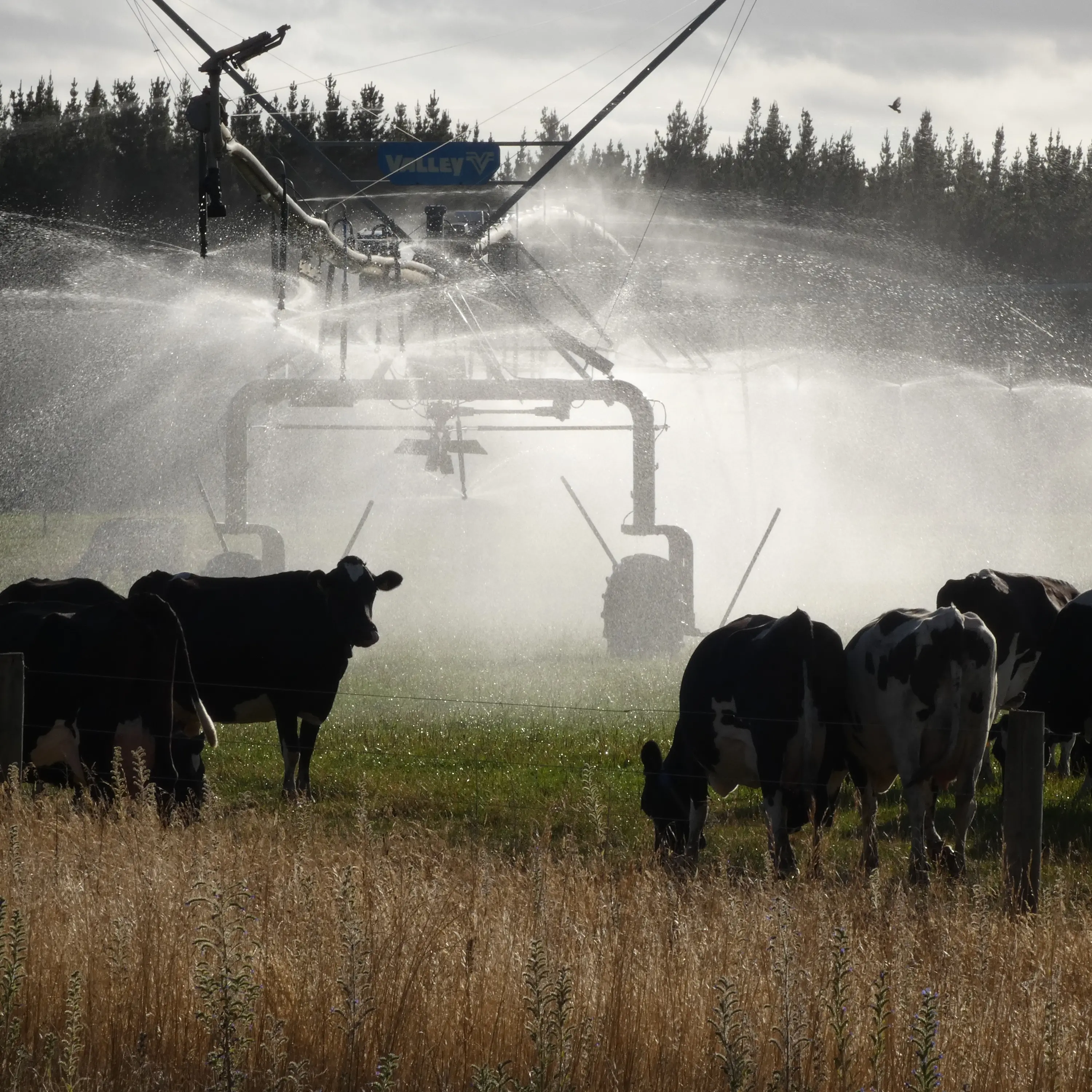 Wave of dairy conversions in Canterbury sore point for arable farmers
