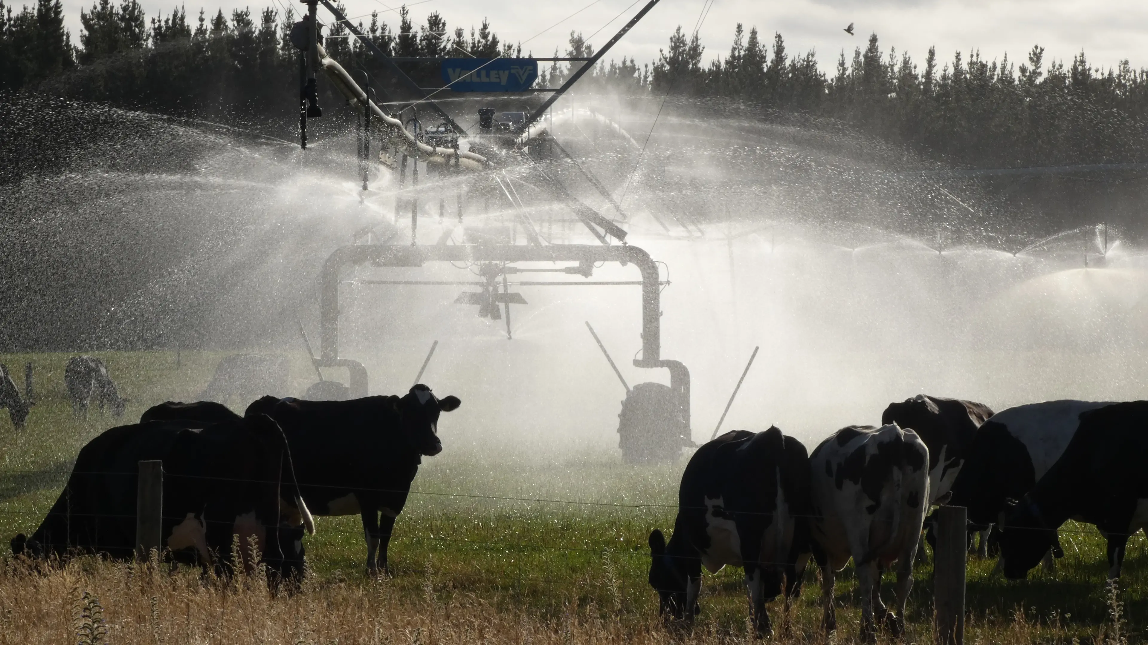 Wave of dairy conversions in Canterbury sore point for arable farmers