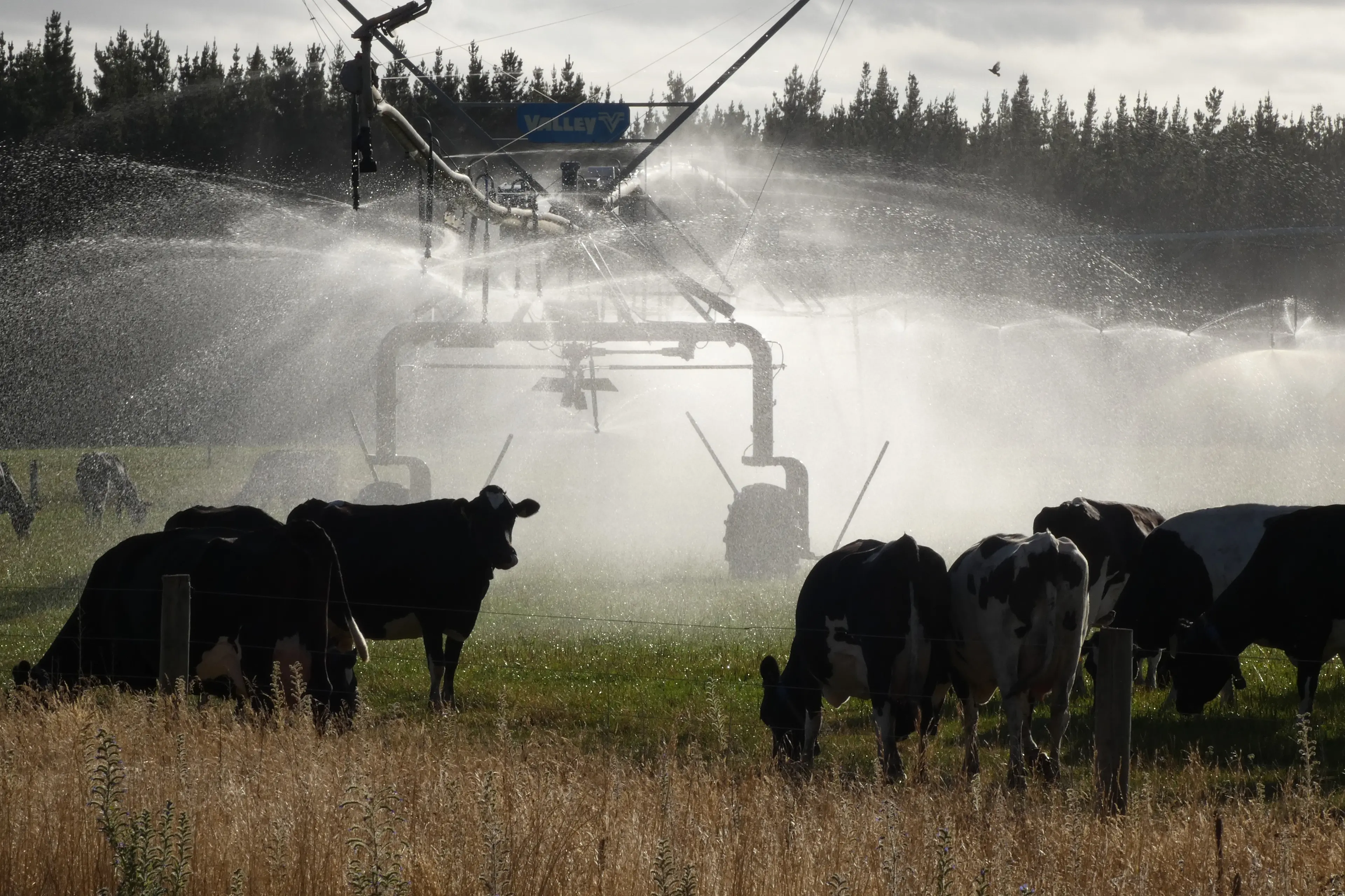 Environment Canterbury has issued 26 dairy discharge consents\\u00A0this year to June 17 where land use is changing to dairy and another 17 applications are in the system. Photo: Tim Cronshaw.