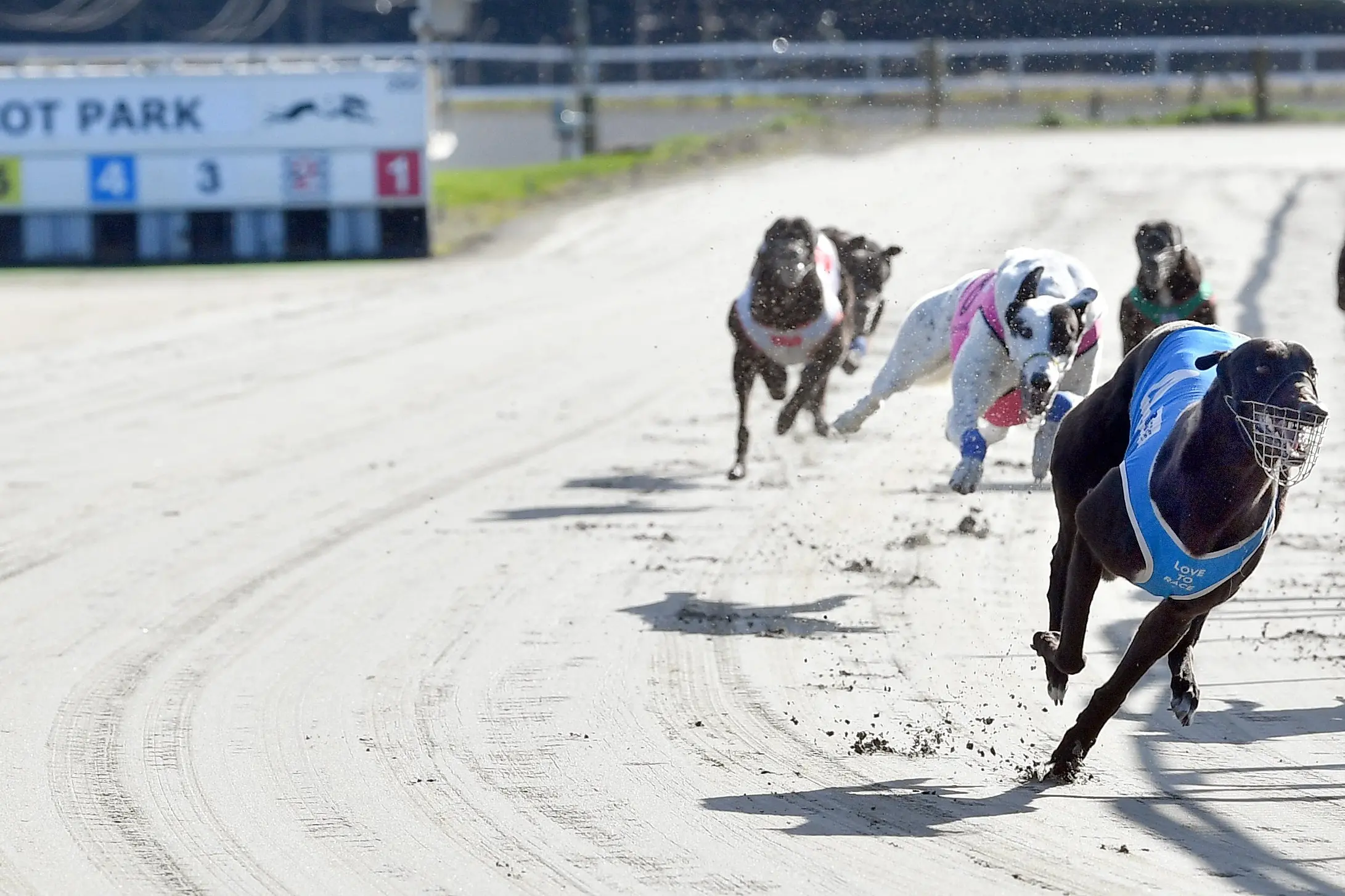 <p>&nbsp;</p>\\n\\n<p>The end of an era of greyhound racing at Ascot Park in Invercargill. Homebush Bolt takes first place from Homebush Rob and Homebush Bull. All three&nbsp;dogs are trained by John McInerney. &nbsp;Photo: Stephen Jaquiery</p>\\n\\n<p>&nbsp;</p>\\n\\n<p>&nbsp;</p>\\n\\n<p>&nbsp;</p>\\n