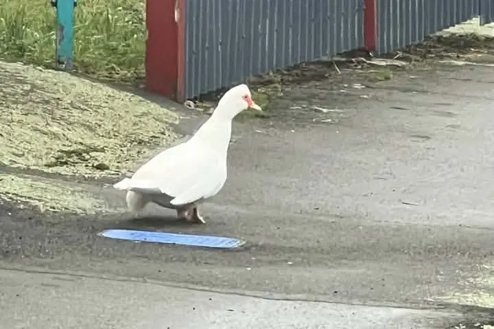 Ariadne, the Muscovy duck who has been on the run from her Mary St home, in Port Chalmers, for the past two weeks. Photo: Supplied
