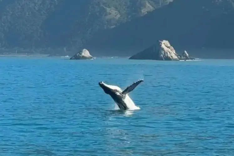The results of this year\\'s Great Kaik\\u014Dura Whale Count were unveiled on Sunday. Photo: Supplied / Ashlin Donaldson / Kaik\\u014Dura Ocean Research Institute