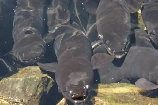 One longfin eel was among the species relocated to allow for restoration work at Halswell\\u2019s Greens Stream. Photo: DOC