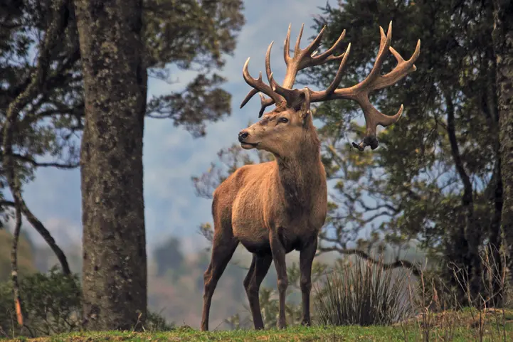 A red deer stag on the West Coast. Photo: File image