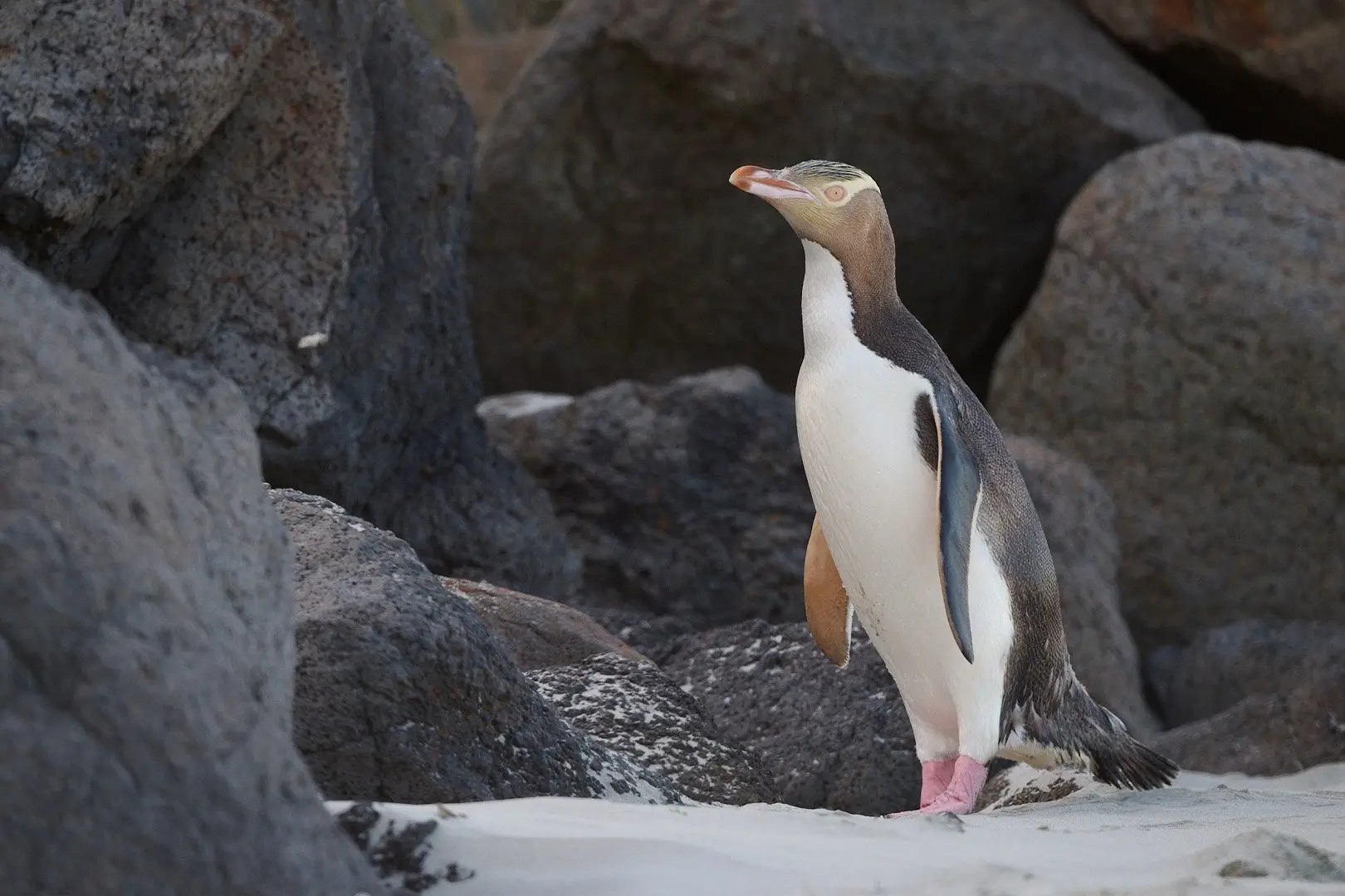 A temporary emergency ban of set-net fishing in a high-risk area around the Otago Peninsula to protect hoiho (yellow-eyed penguins) will become permanent later this year. Photo: Craig McKenzie/Clearwater Wildlife Tours