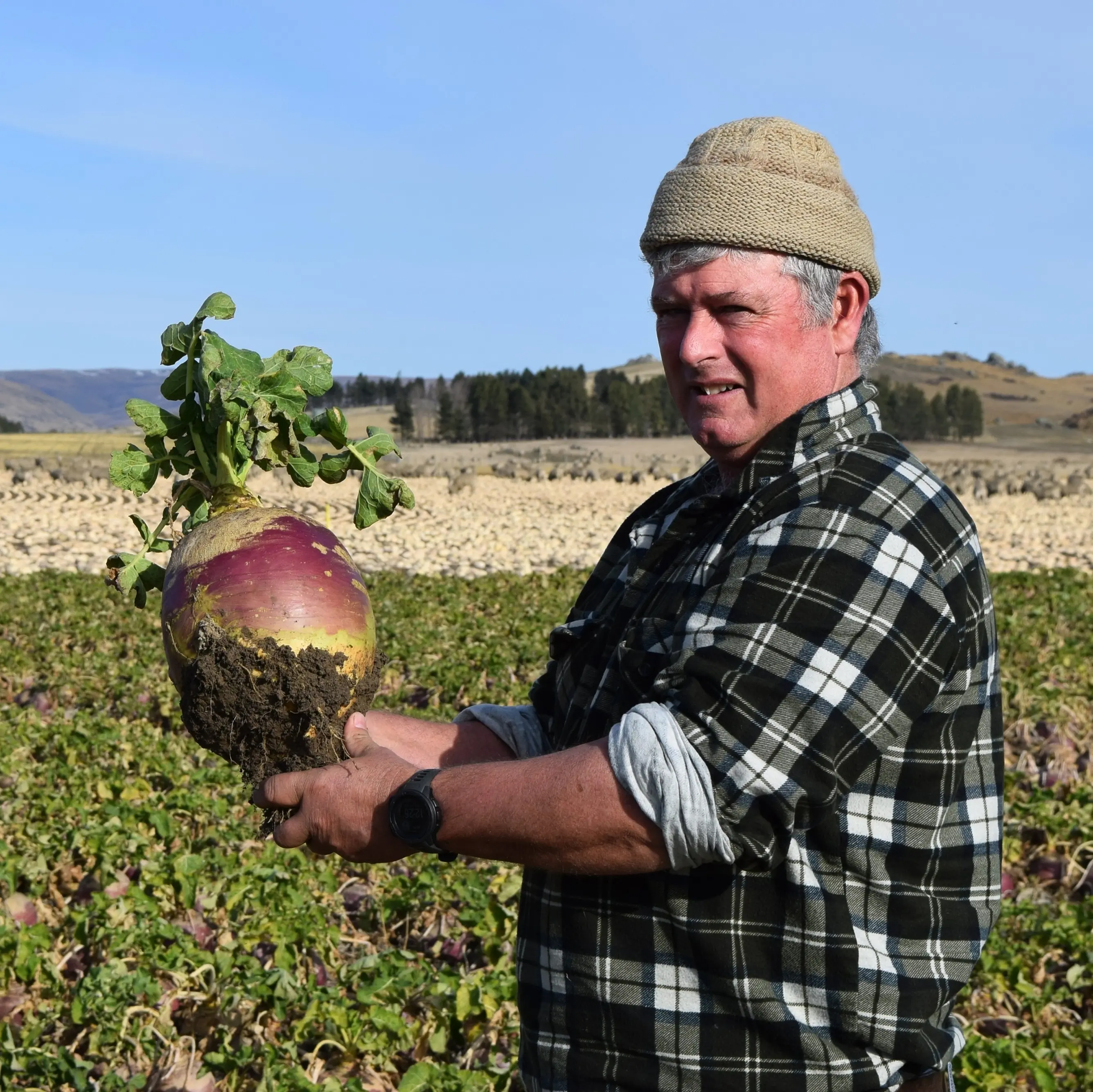 Beet for cattle; swede and kale for sheep in Central Otago