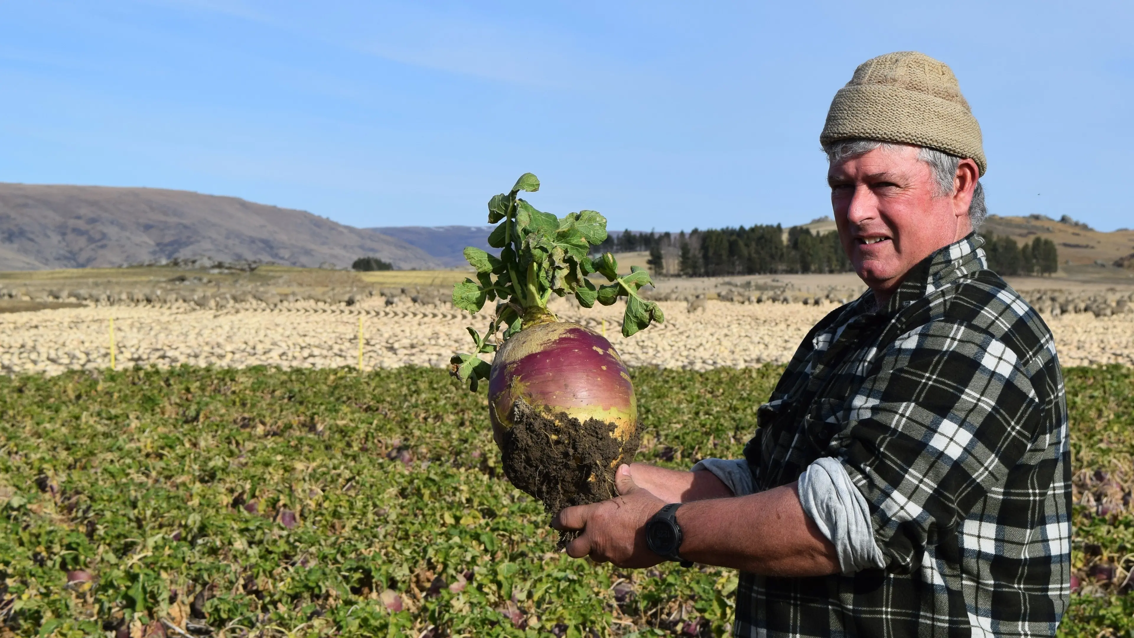 Beet for cattle; swede and kale for sheep in Central Otago