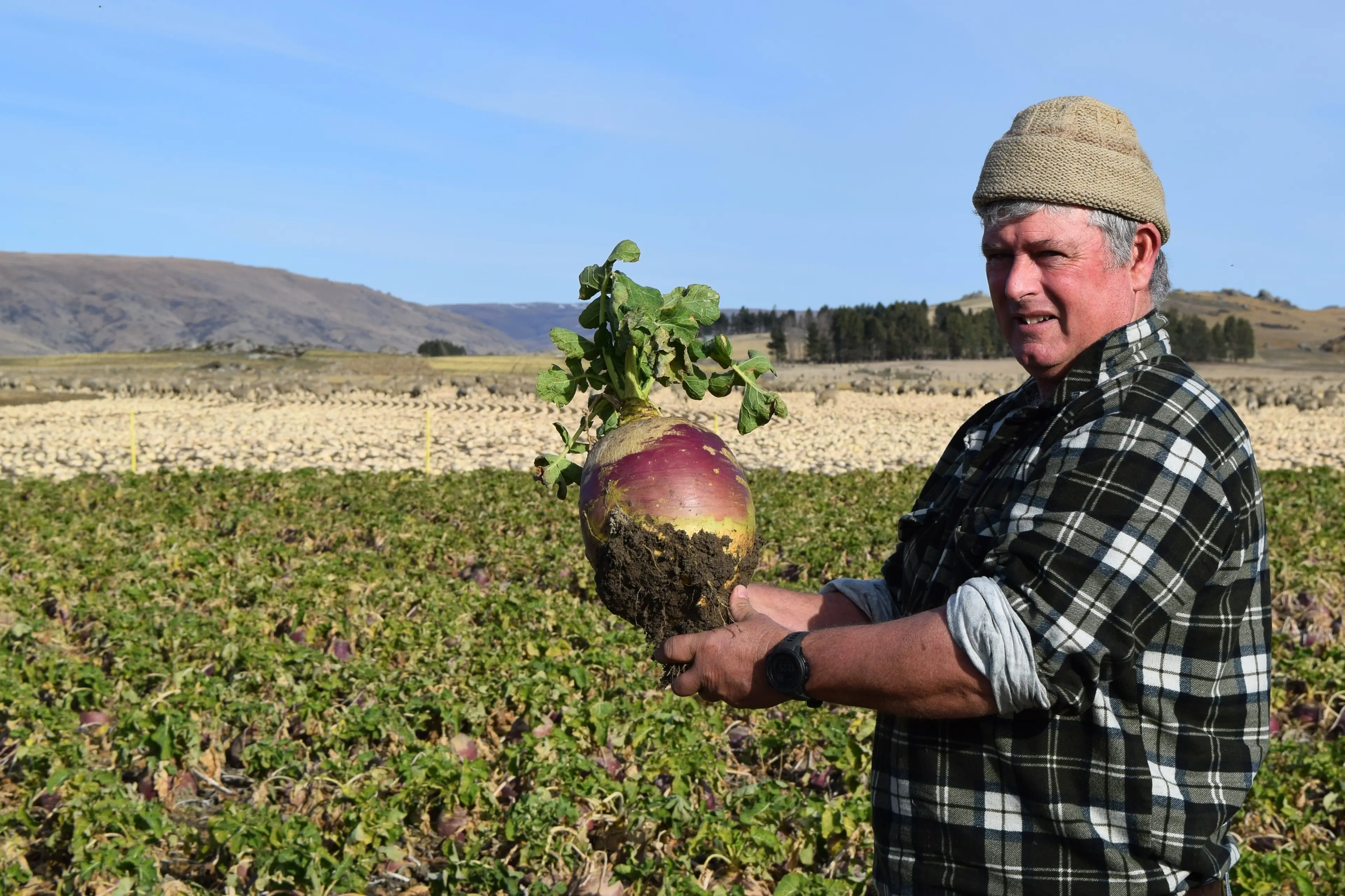 Sheep and beef farmer Tom Waldron displays a swede which helped win the supreme dryland prize in the 2024 Maniototo Winter Crop Competition. Photo: SRL Files
