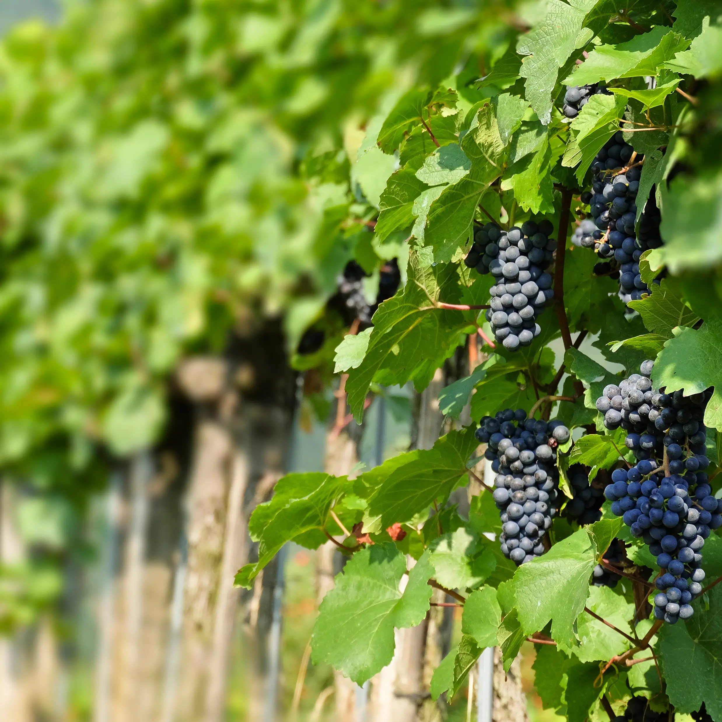 Marlborough pinot noir with a touch of St Laurent
