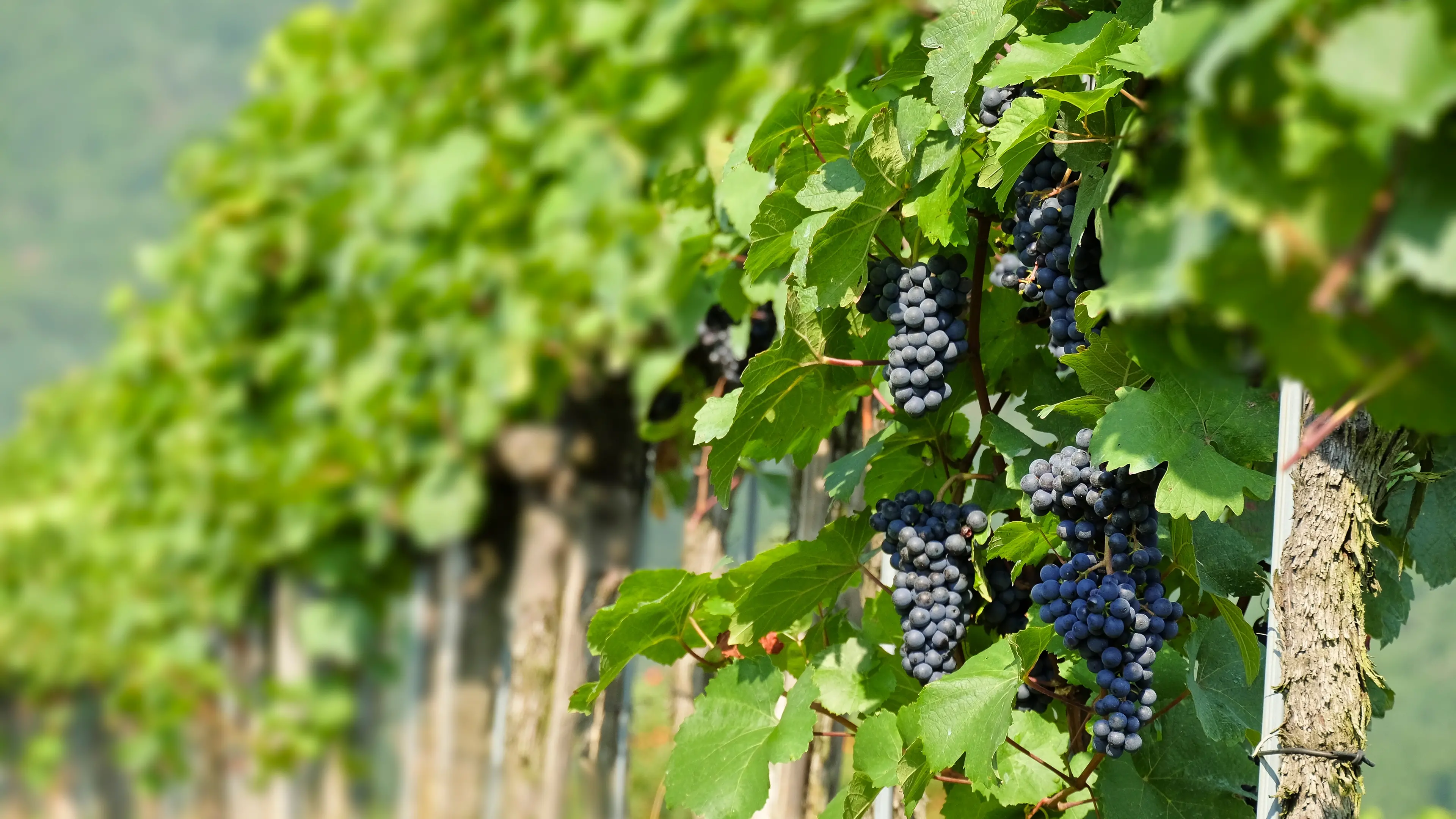 Marlborough pinot noir with a touch of St Laurent