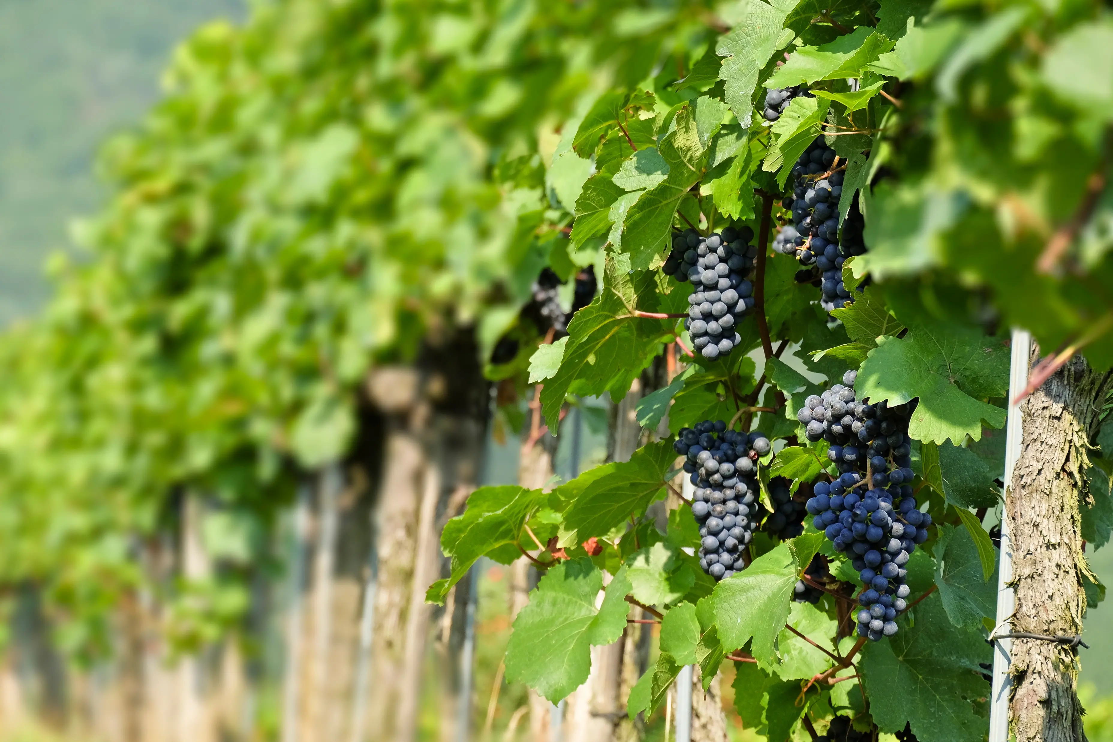 St Laurent grapes are a rare find in New Zealand. Photo: Getty