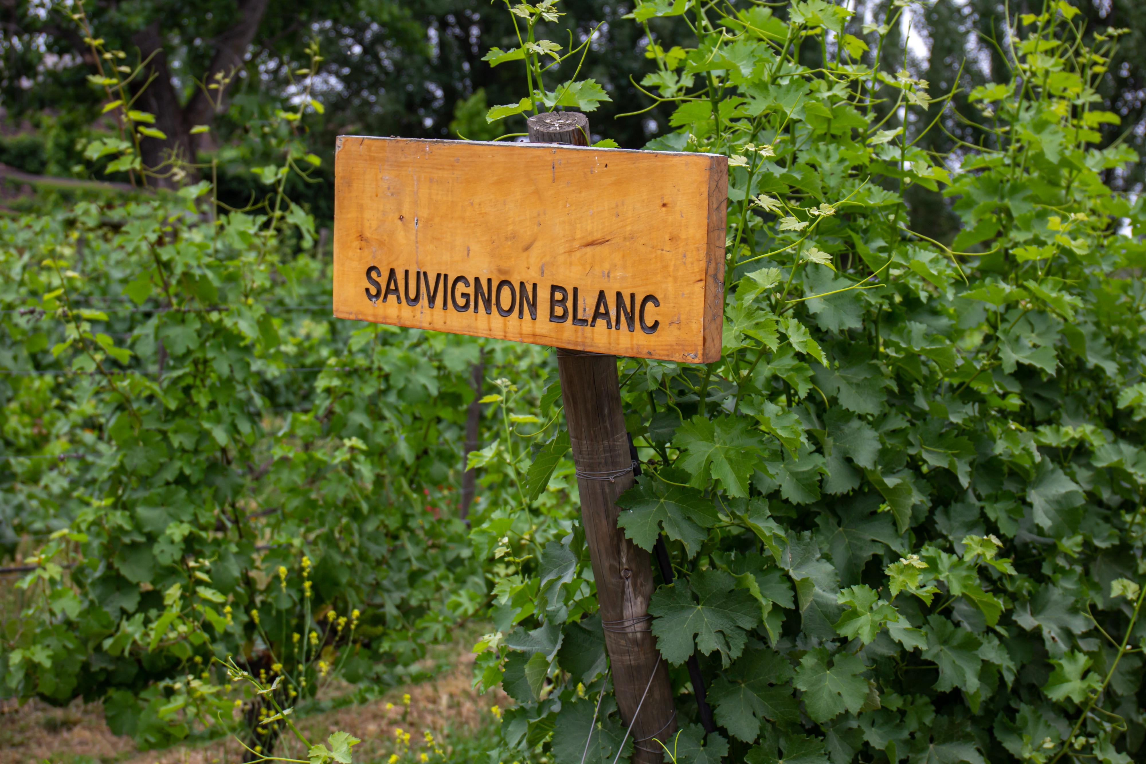 ‘Watershed' wine a sauvignon blanc