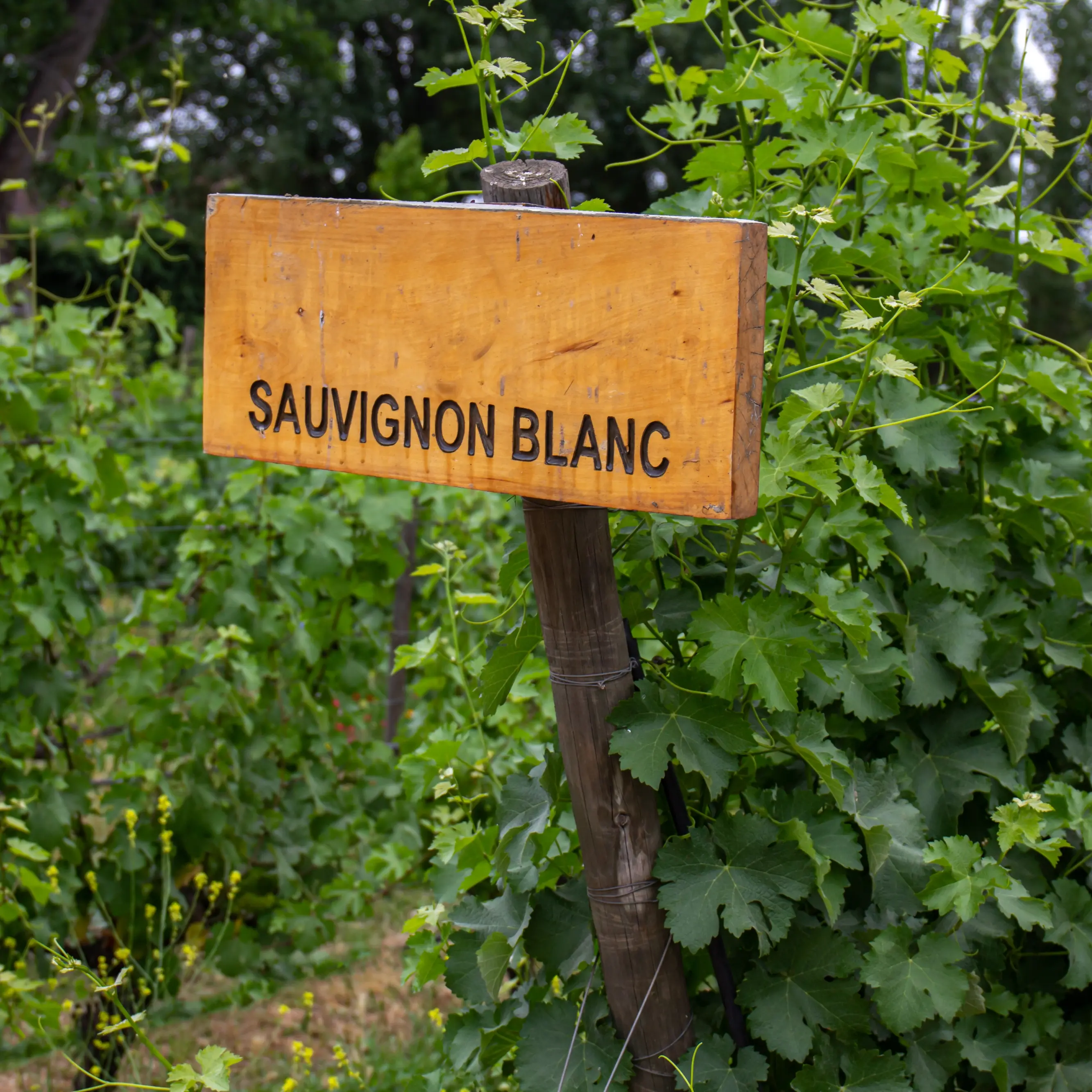 ‘Watershed’ wine a sauvignon blanc