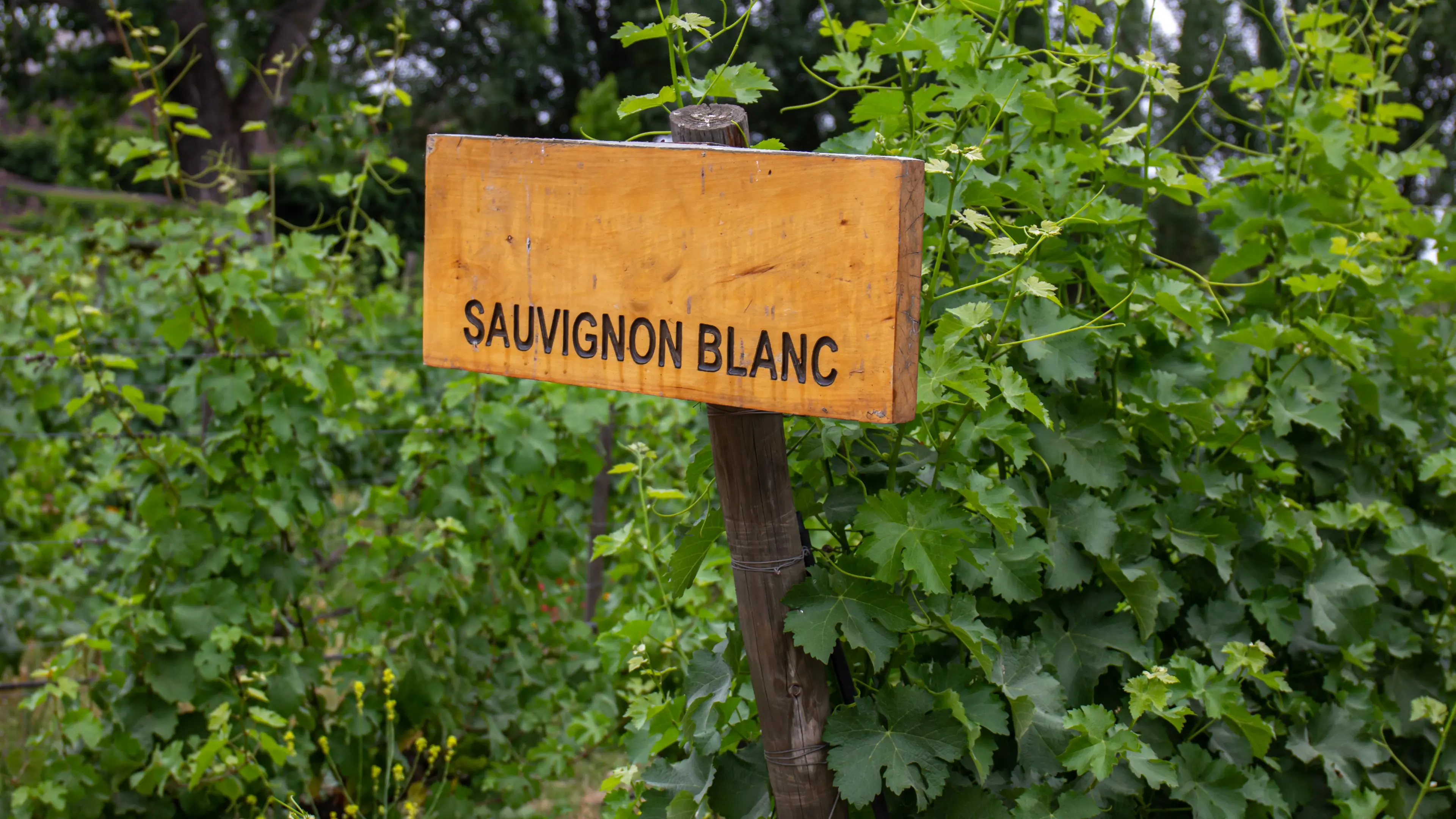 ‘Watershed’ wine a sauvignon blanc