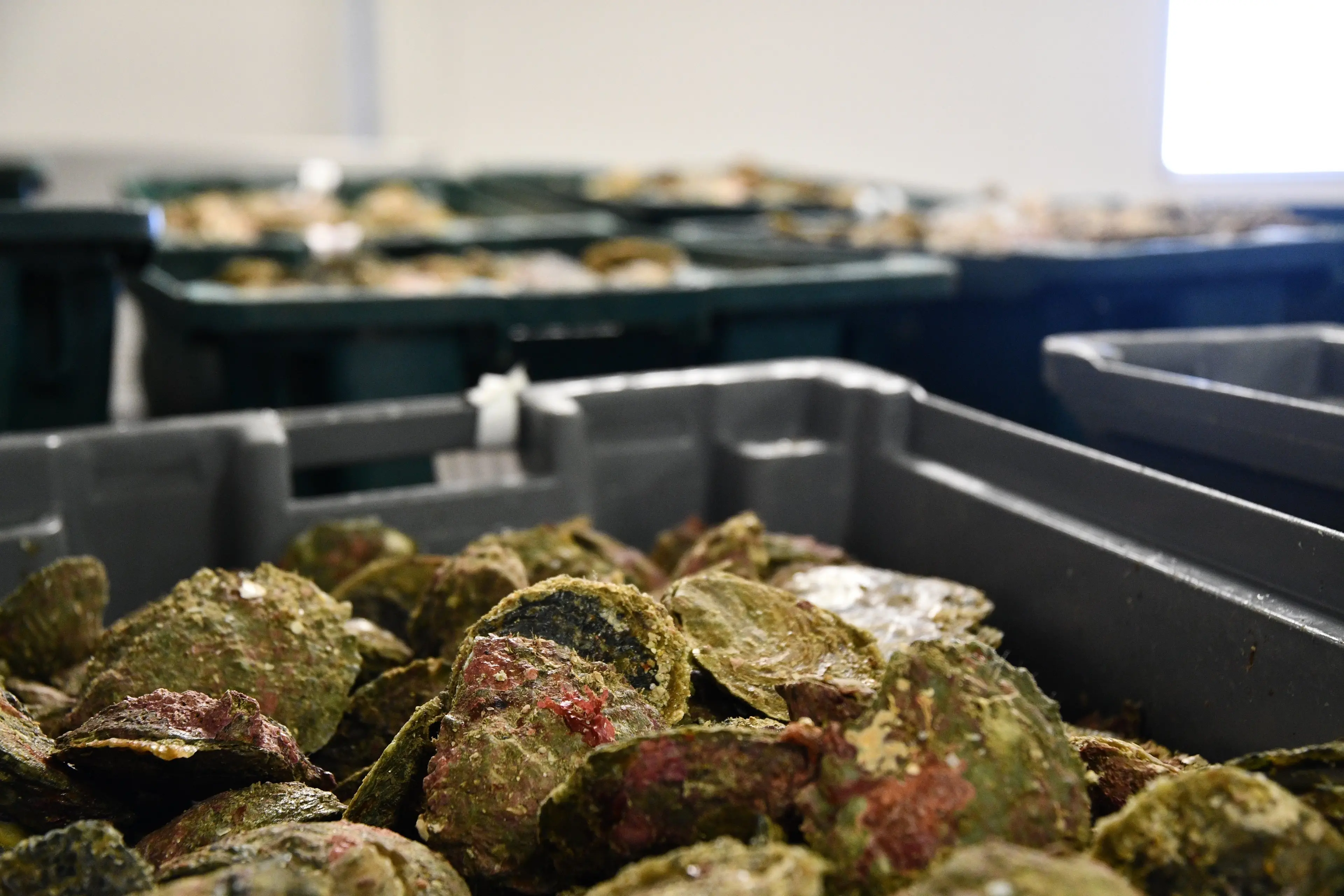 A Southland company has been prosecuted for putting the Bluff oyster beds at risk. Photo: Allied Media files