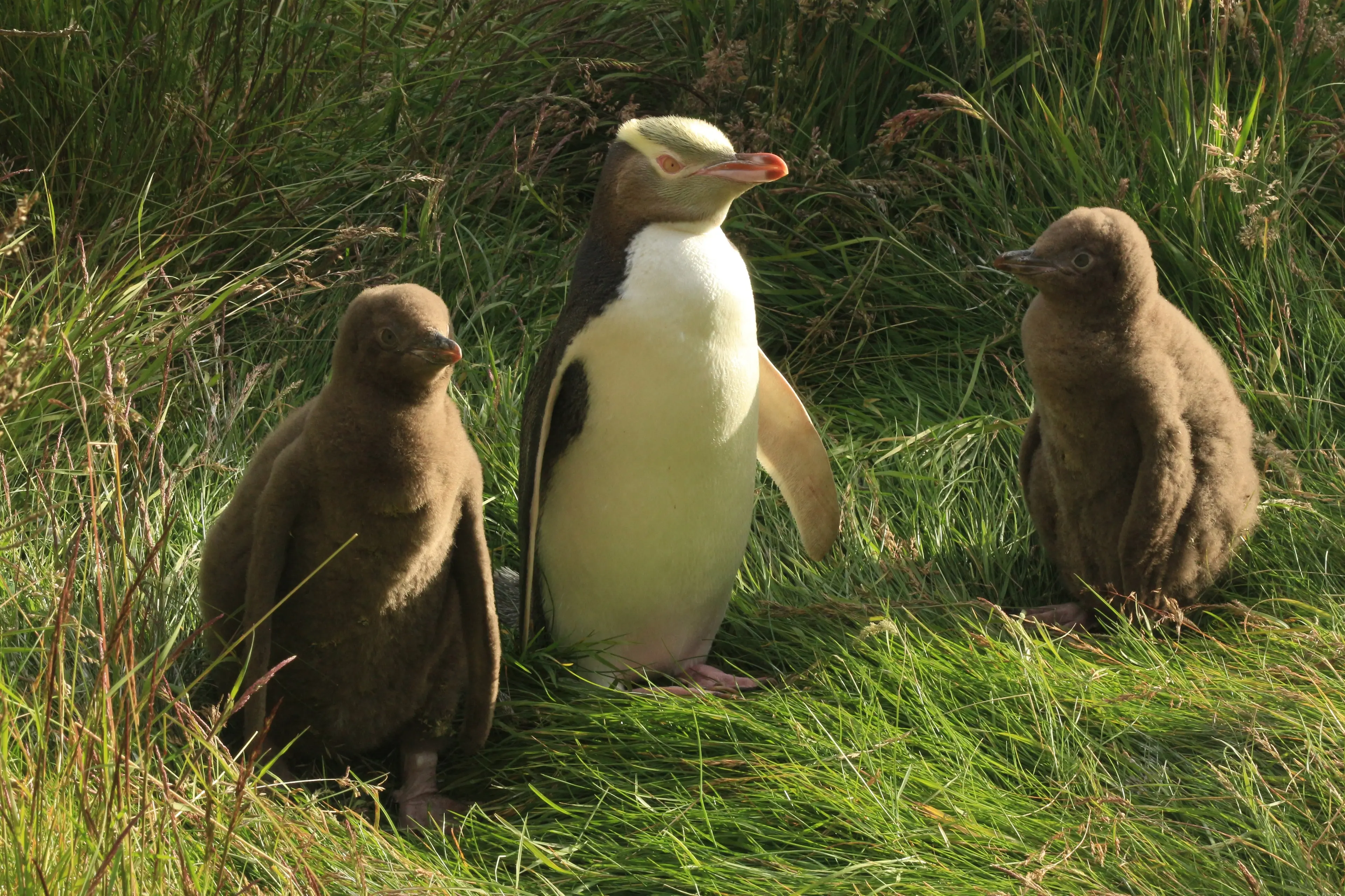 An adult hoiho/yellow-eyed penguin with two chicks. PHOTOS: SUPPLIED