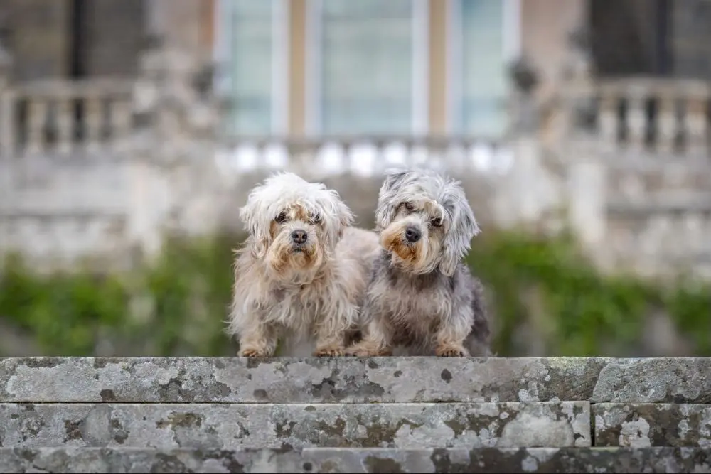 This pair of dandie dinmonts, Clementine and Lucy, are among the photos featured in Dogs of the World. Photo: Craig Turner-Bullock