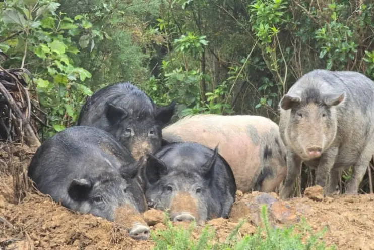 The wild boar break ins mean HUHA are rushing to desex females. Photo: Supplied/HUHA via RNZ