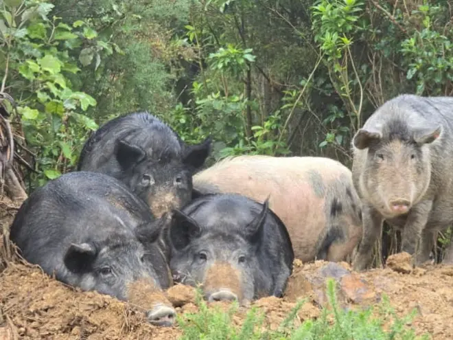 Rush to desex rehomed wild boars previously owned by alleged murderer