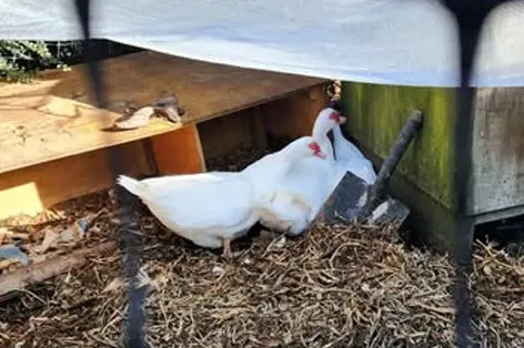 Ariadne, the Port Chalmers Muscovy duck, is back home behind bars, with her sisters. Photo: Supplied