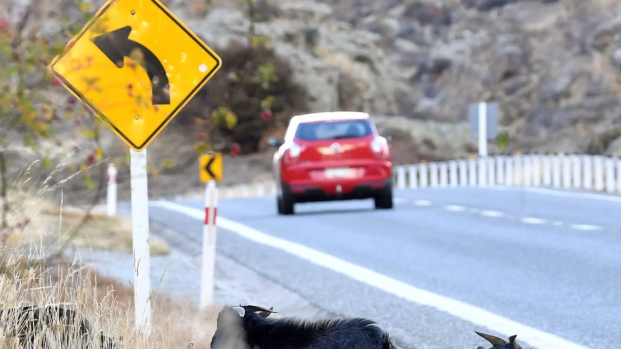 560 feral goats killed in Cromwell Gorge cull