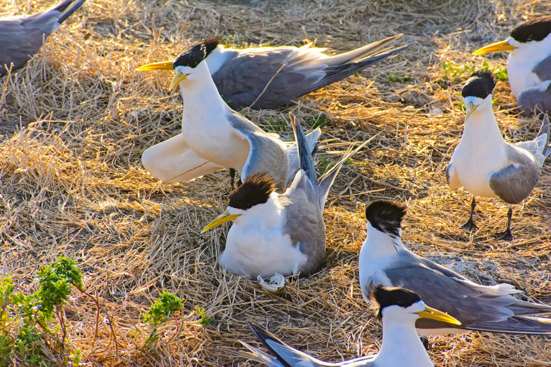 Greater crested terns in Australia. File photo: Getty Images