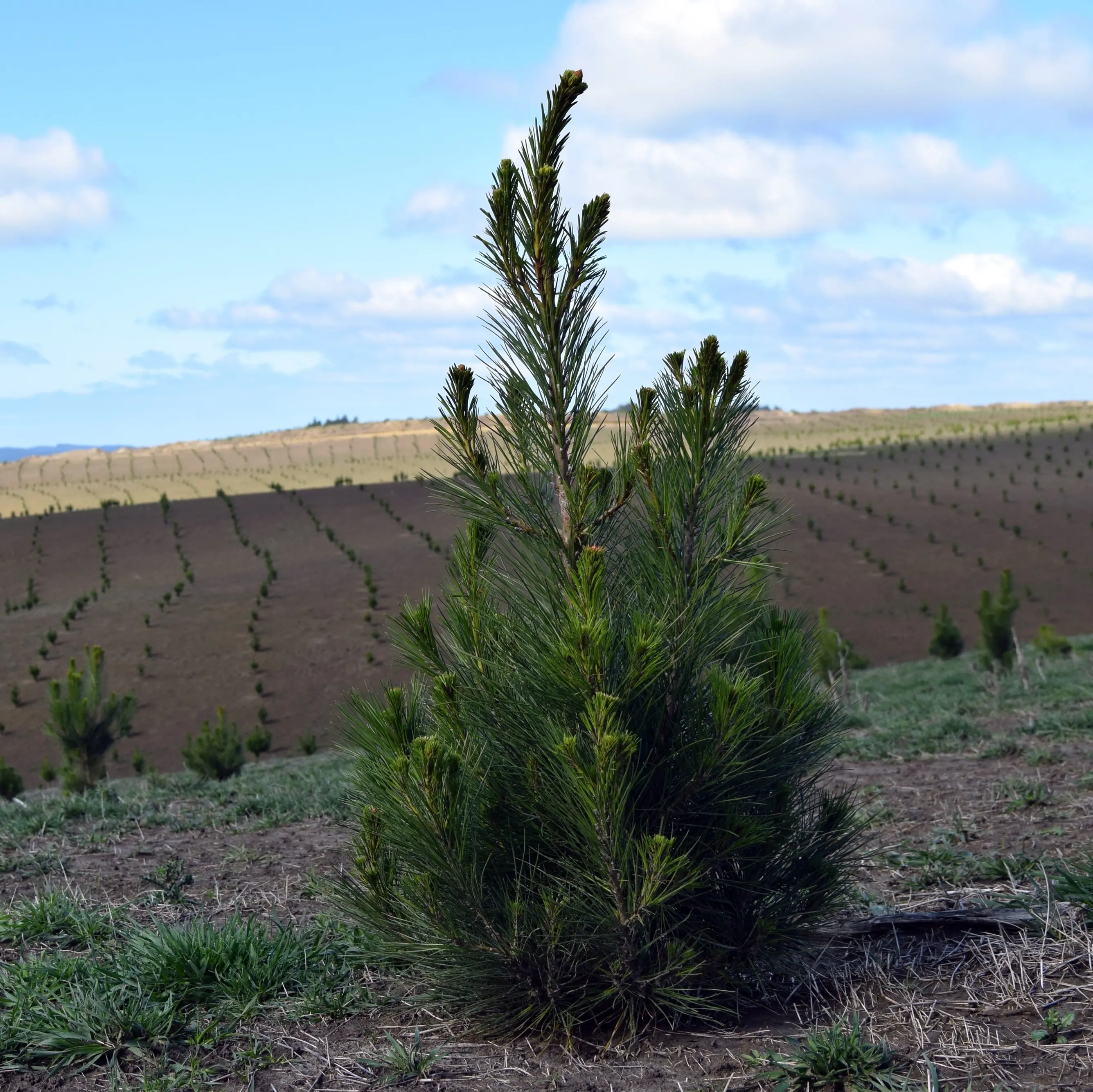 IKEA expands forestry footprint after buying block in Central Southland