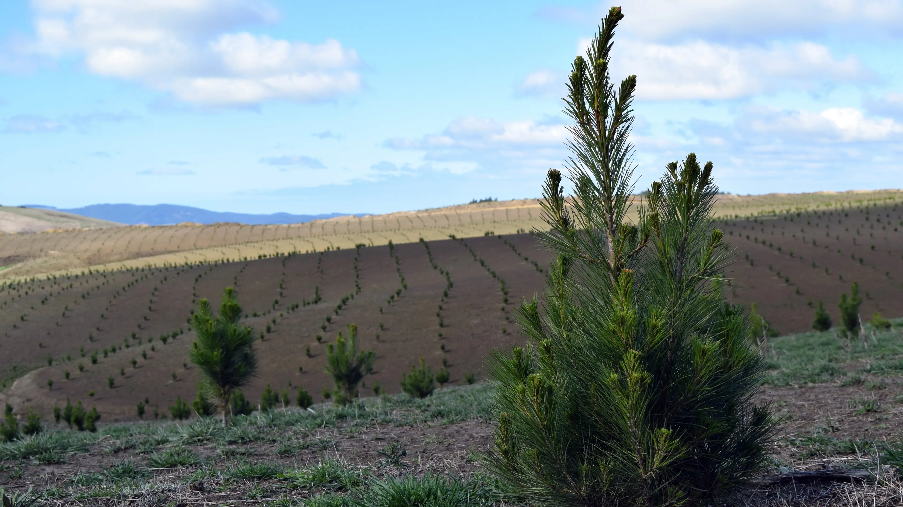 IKEA expands forestry footprint after buying block in Central Southland