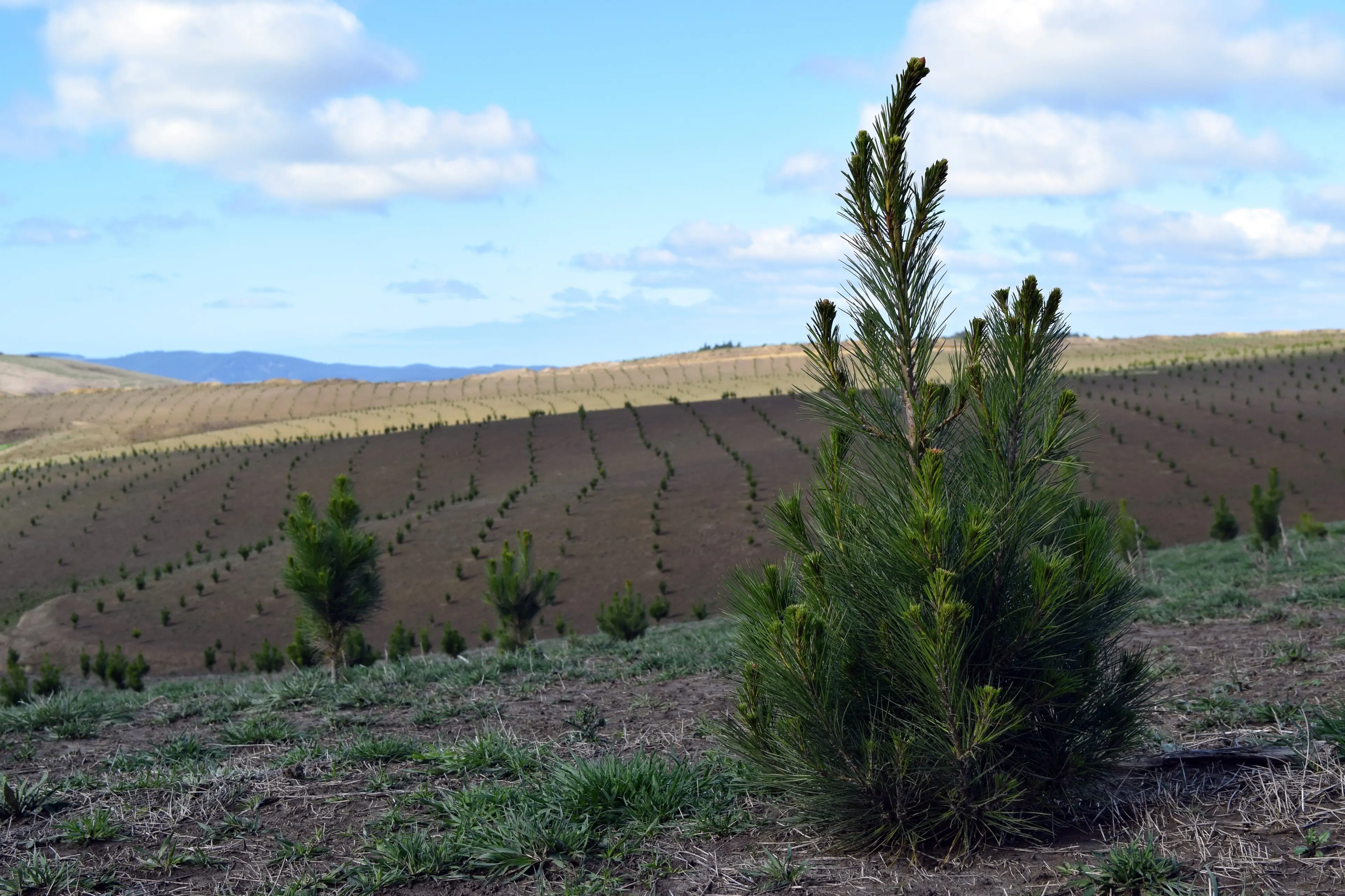 Dutch companies linked to Ikea have bought about 350ha for production forestry in Central Southland. Photo: SRL files