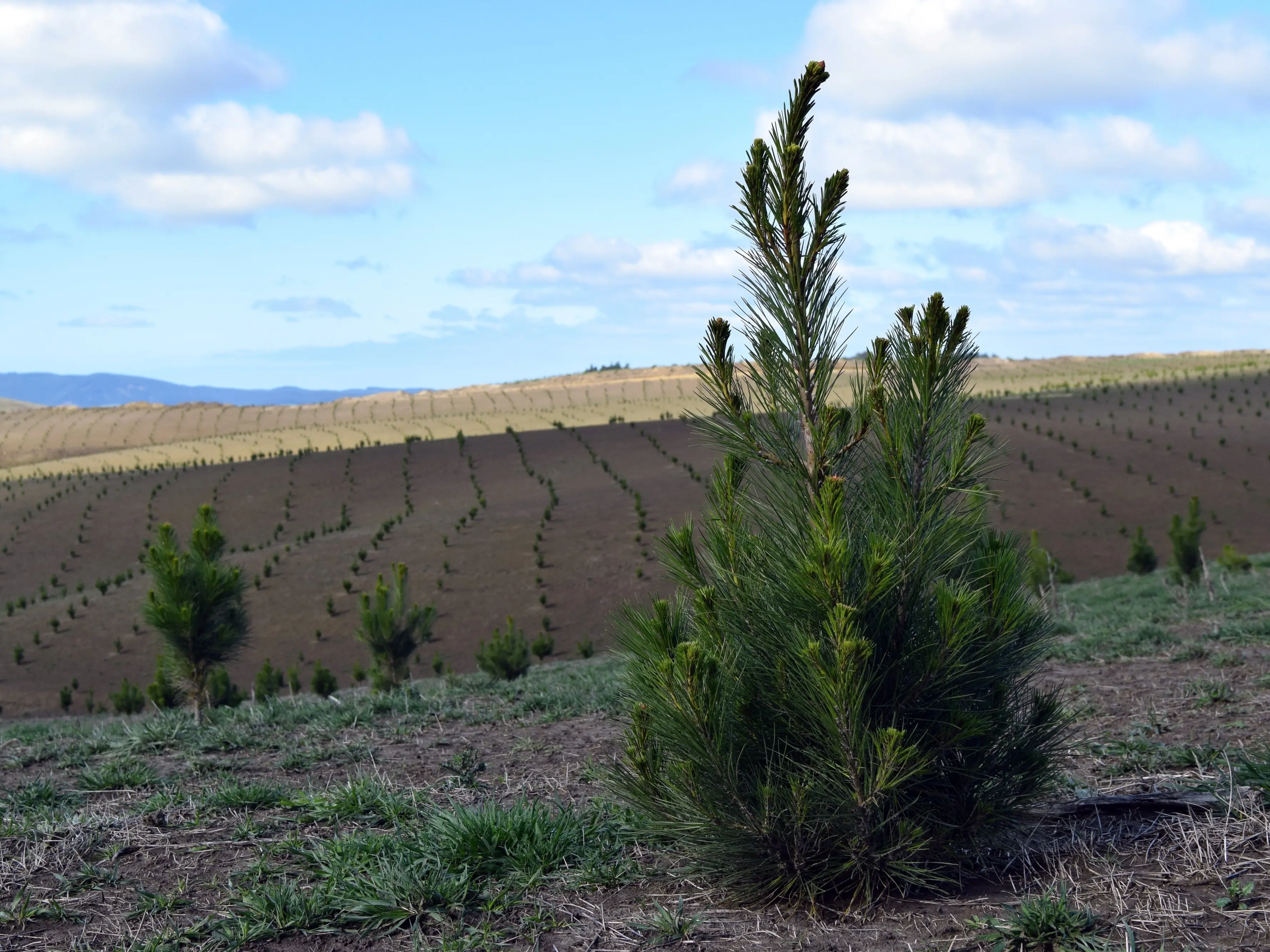 IKEA expands forestry footprint after buying block in Central Southland