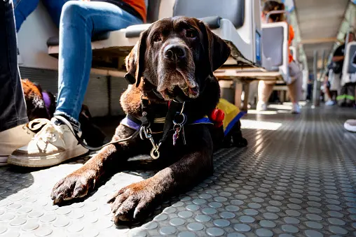Disability assist dogs never wear a muzzle, while their handlers have access to priority seating areas on bus, rail and ferry services. Photo: Getty Images