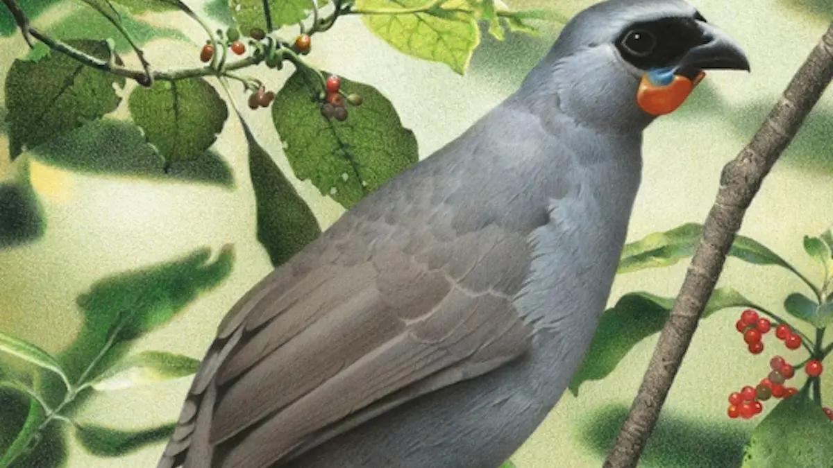 Possible kōkako sightings ‘very encouraging’