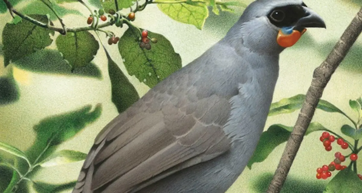 Possible kōkako sightings ‘very encouraging’