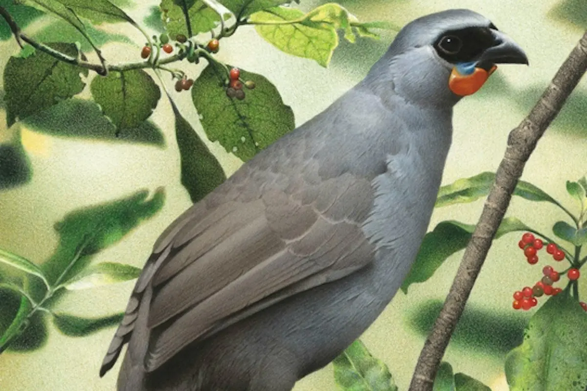 The South Island kokako is distinctive for its orange wattle.