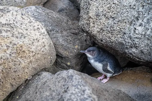 A little penguin at St Kilda Pier in Melbourne. File photo: Getty