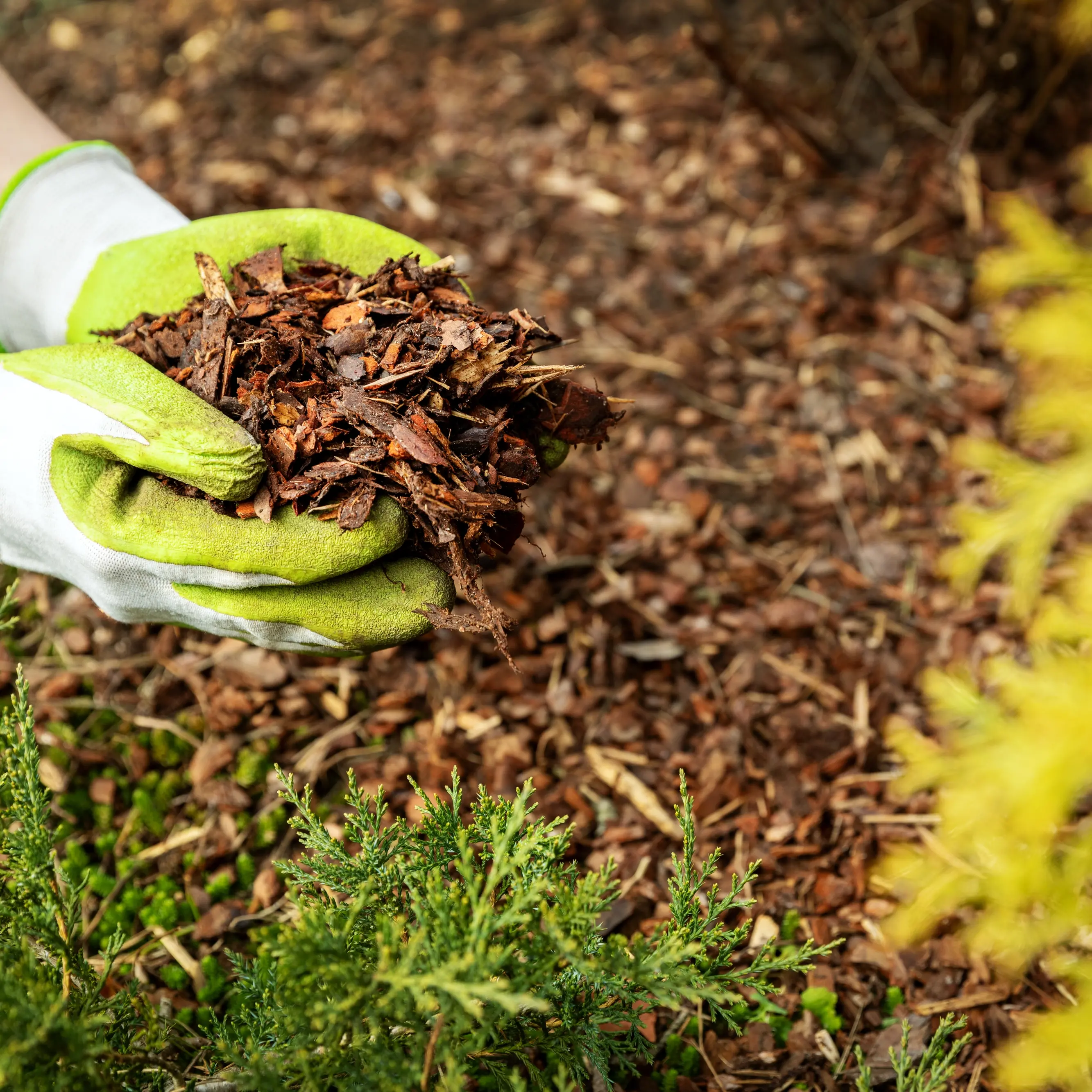 Mulch glues have their drawbacks