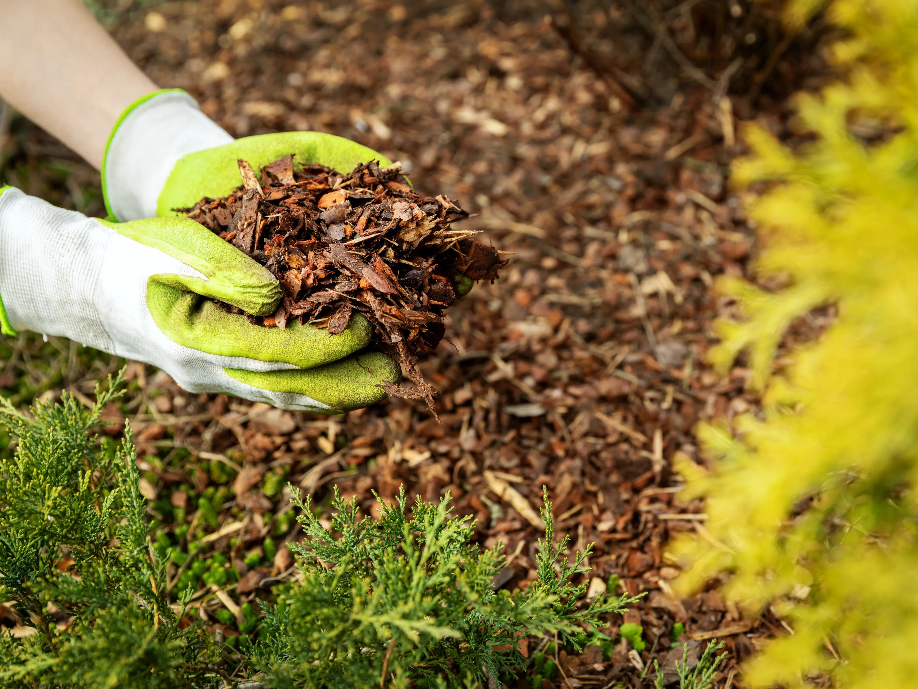 Mulch glues have their drawbacks