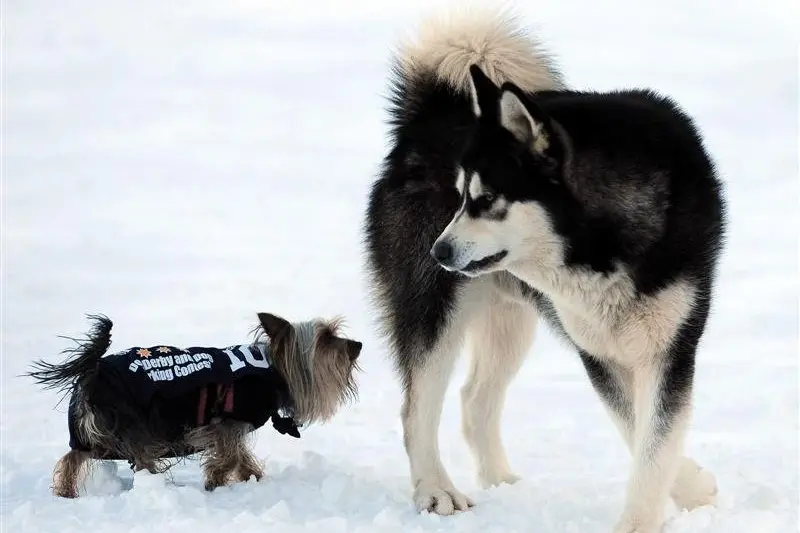 Rivals: Competitors size each other up before a previous Dog Derby.