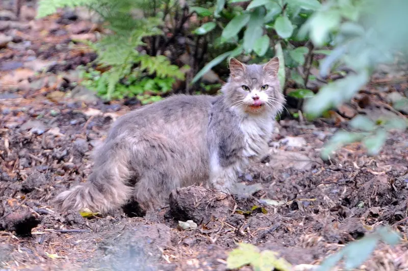 An Otago Regional Council survey shows the pests of greatest concern include rabbits, feral cats, pest conifers and possums. Photo: Stephen Jaquiery