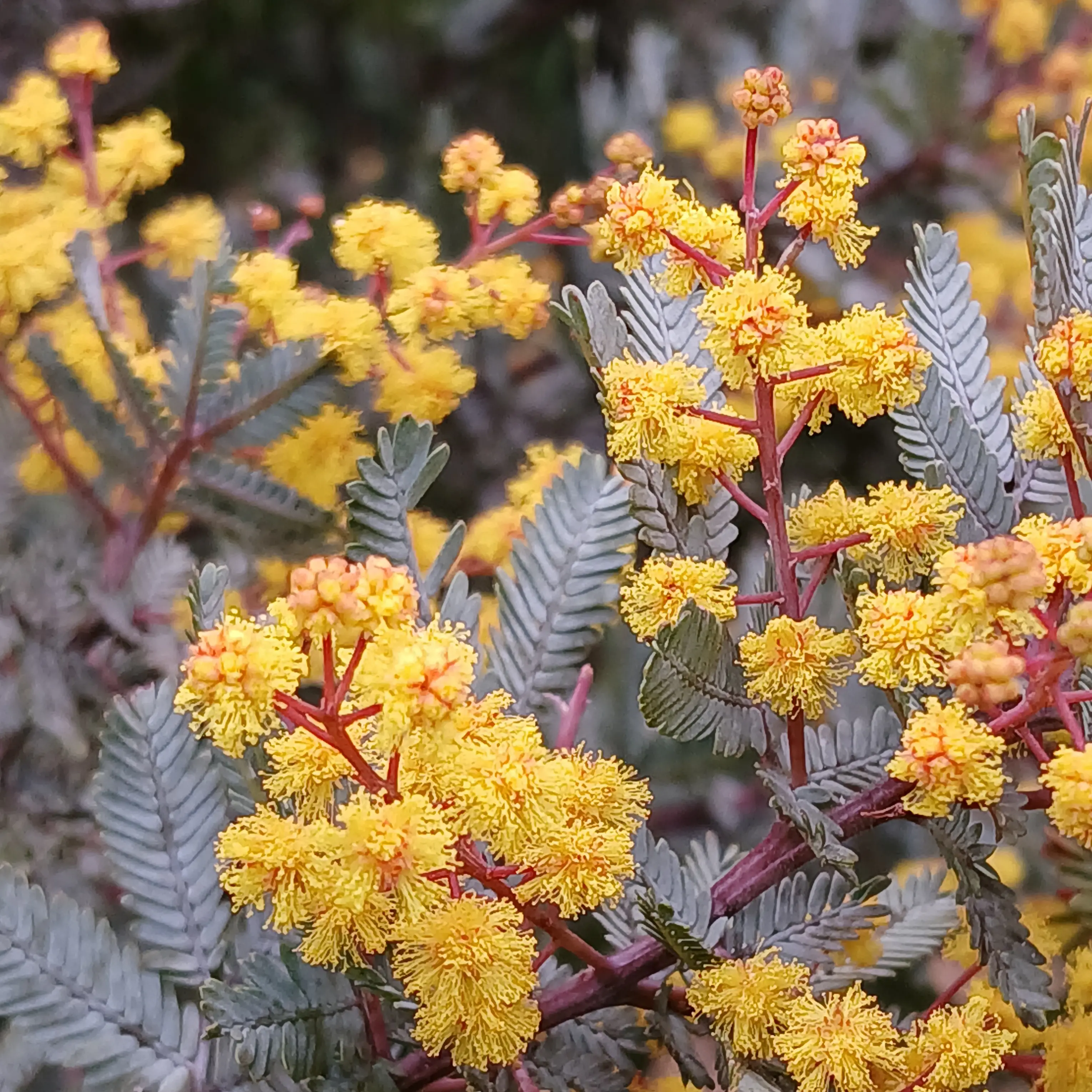 Year-round interest makes wattle a highlight