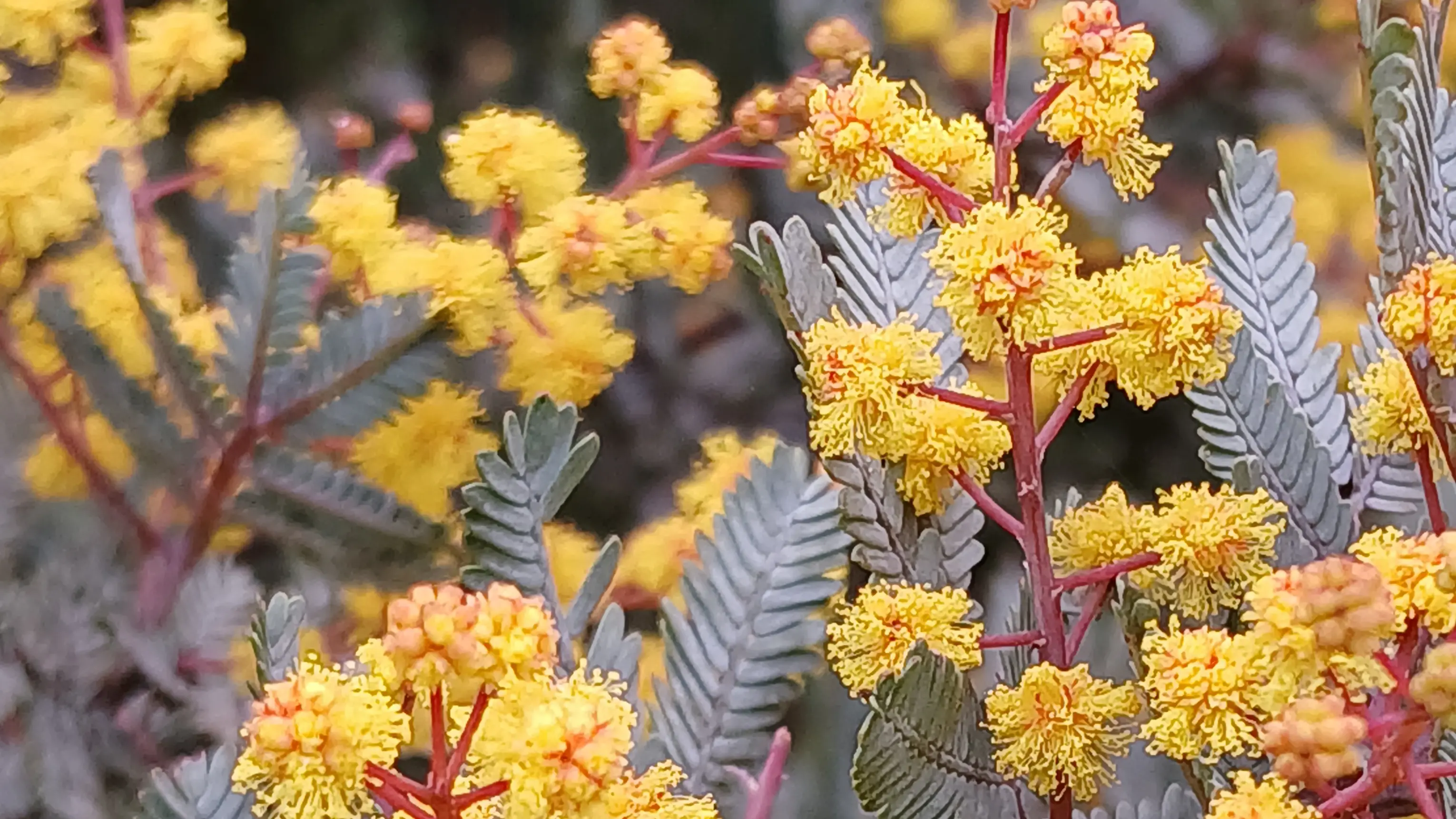 Year-round interest makes wattle a highlight