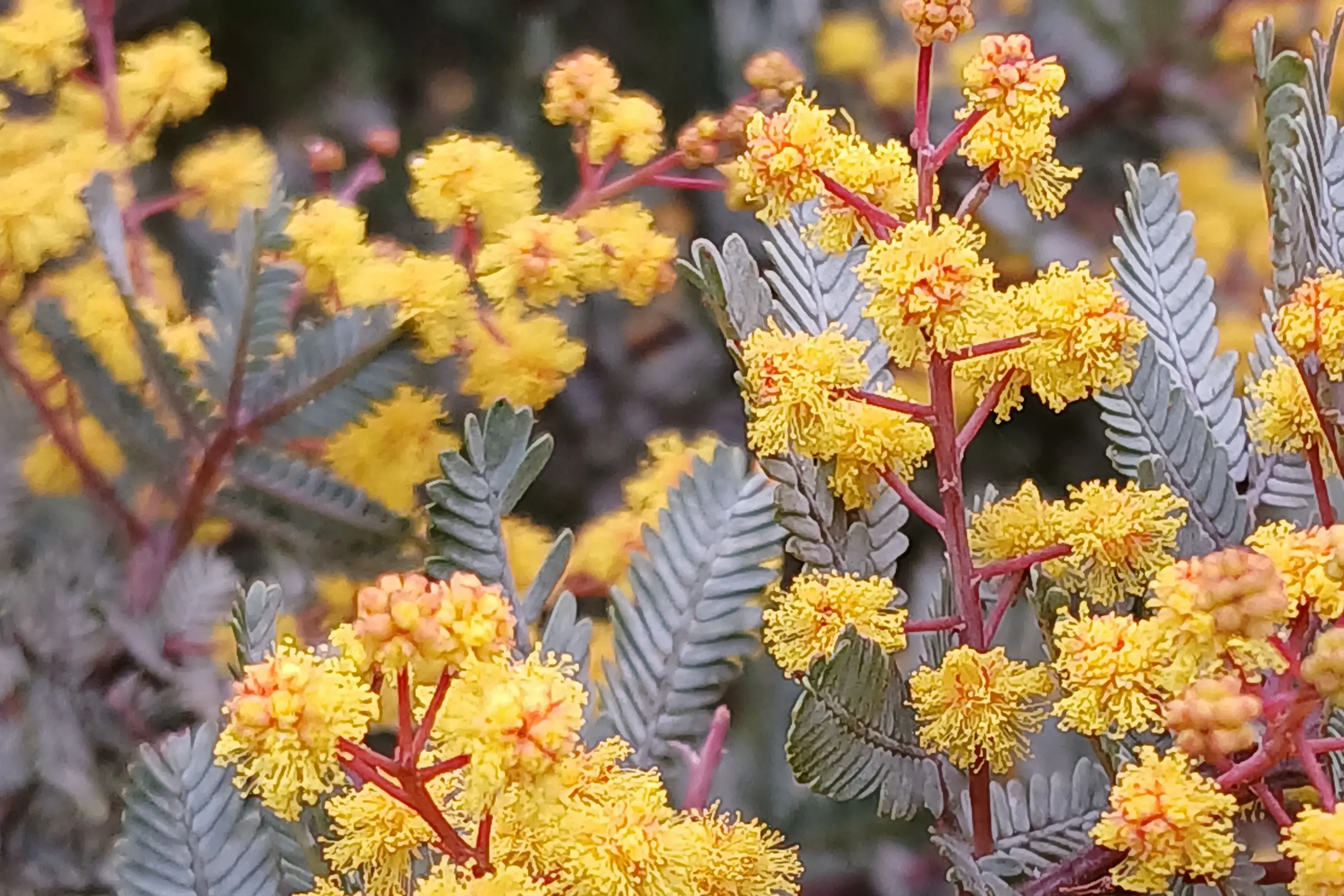 Acacia baileyana \\'Purpurea\\' in flower at Dunedin Botanic Garden. Photo: Zane Gray