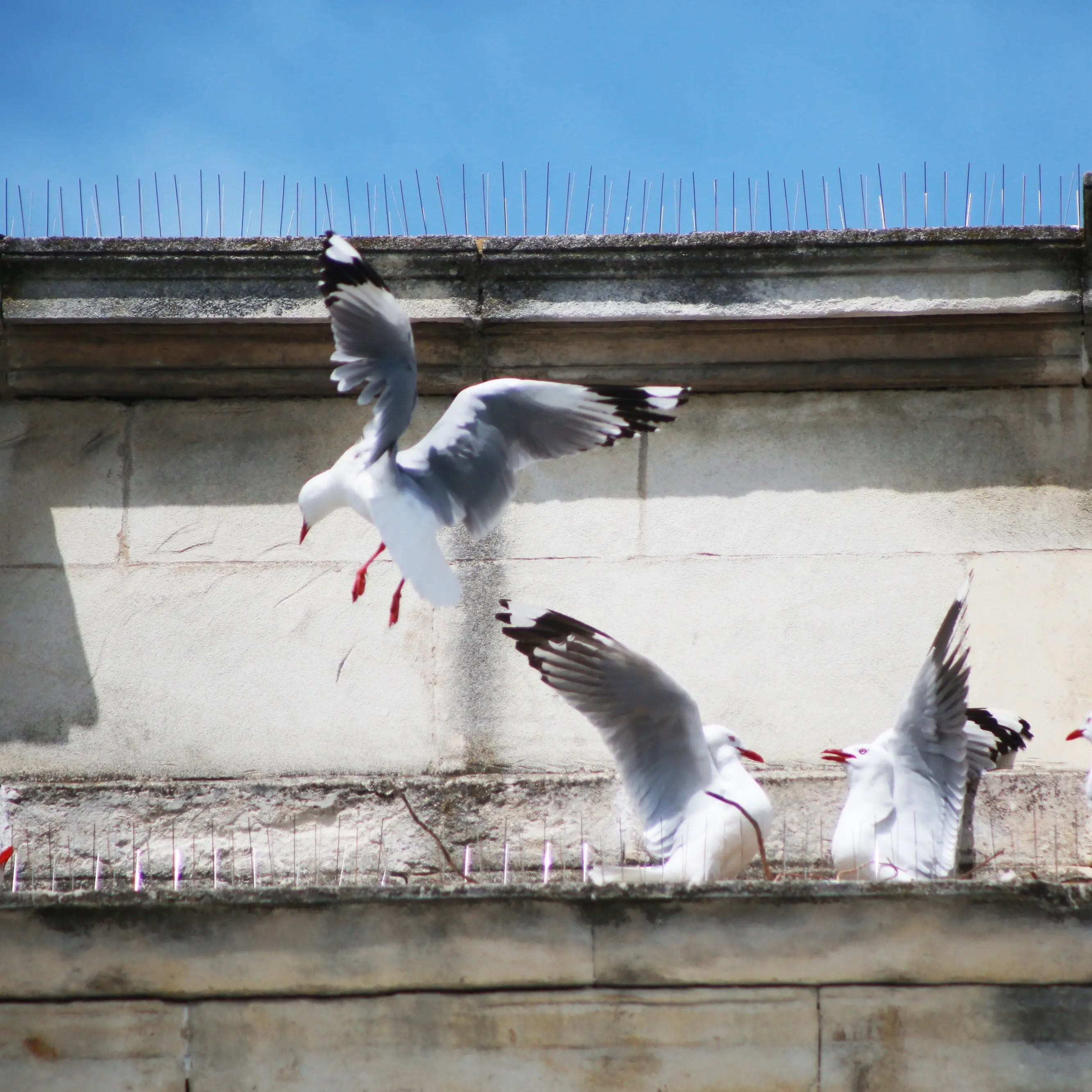 Gull deterrents should be in place by end of month, building owners reminded