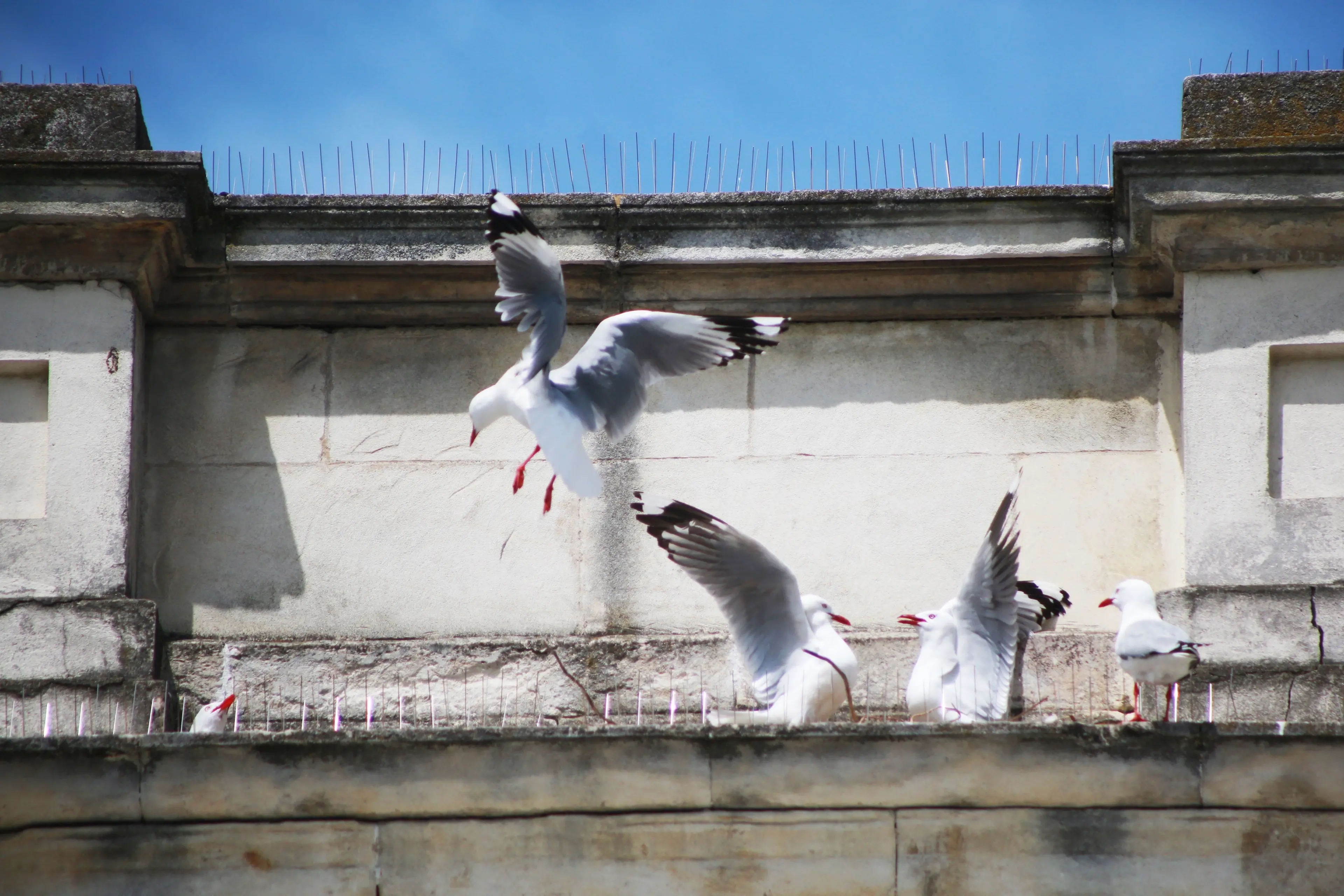 Red-billed gull chicks rest behind a spiked ledge on a Lower Thames St building. Photo: Allied Media files