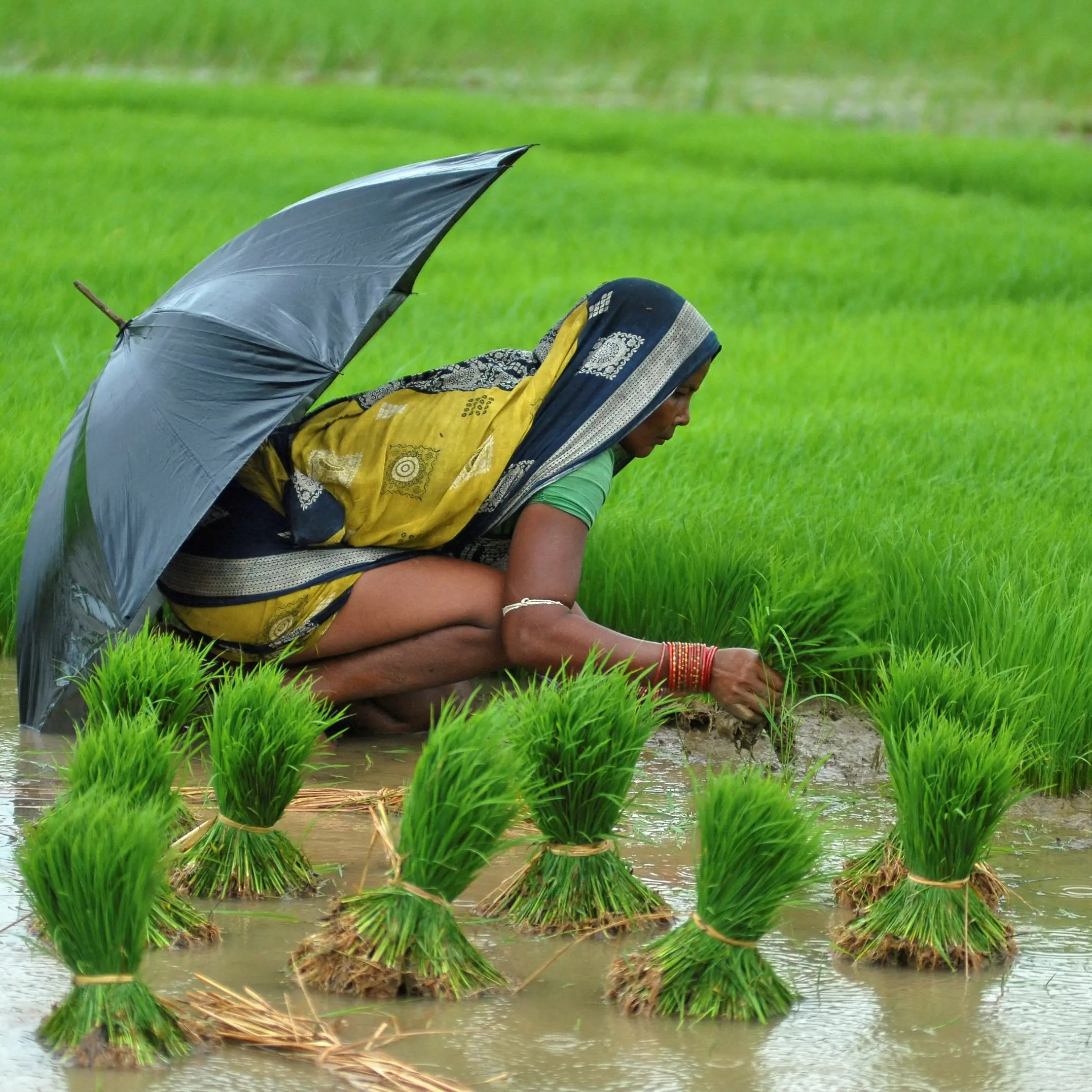 Moving a mountain of rice with two sticks