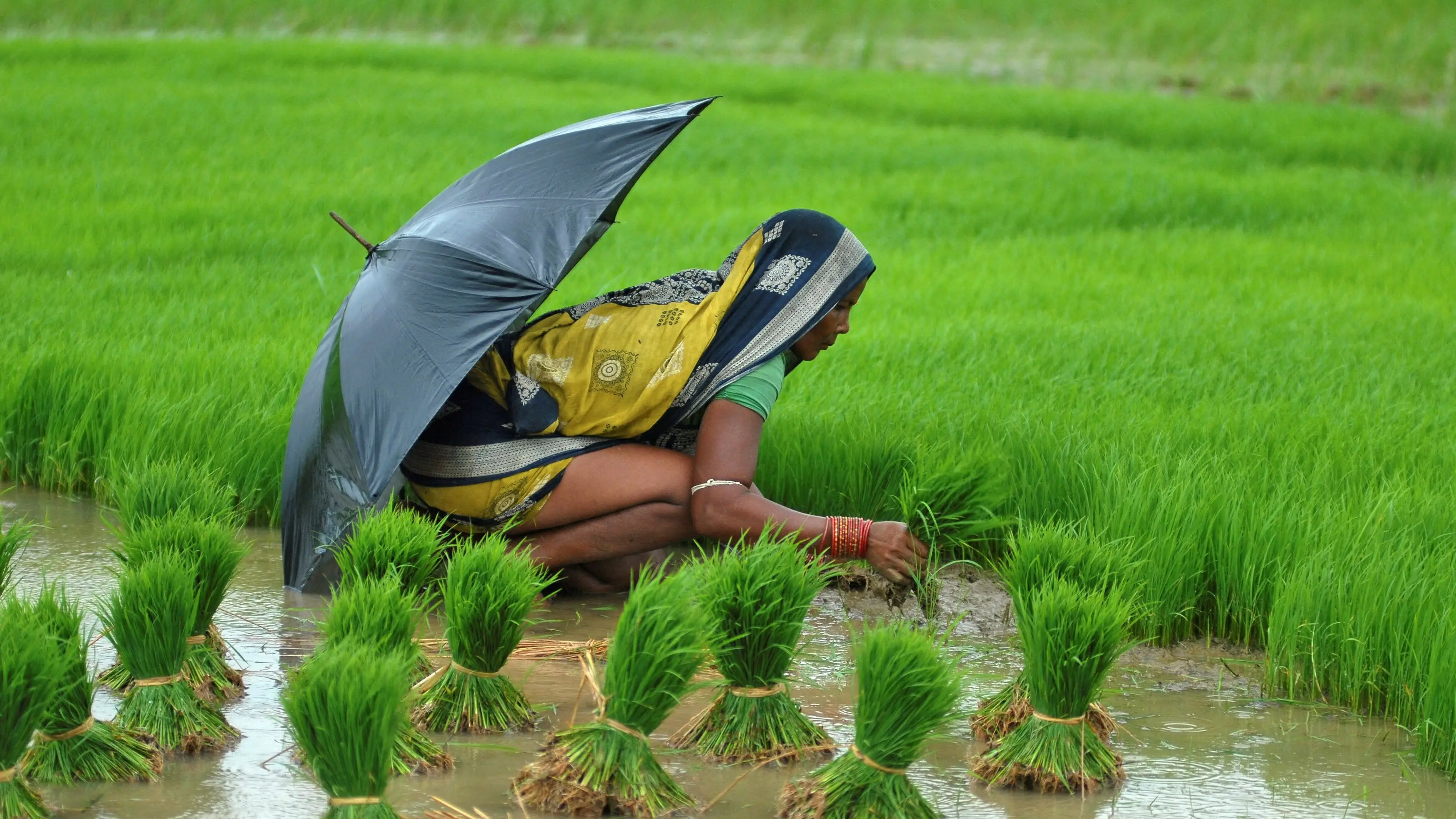 Moving a mountain of rice with two sticks