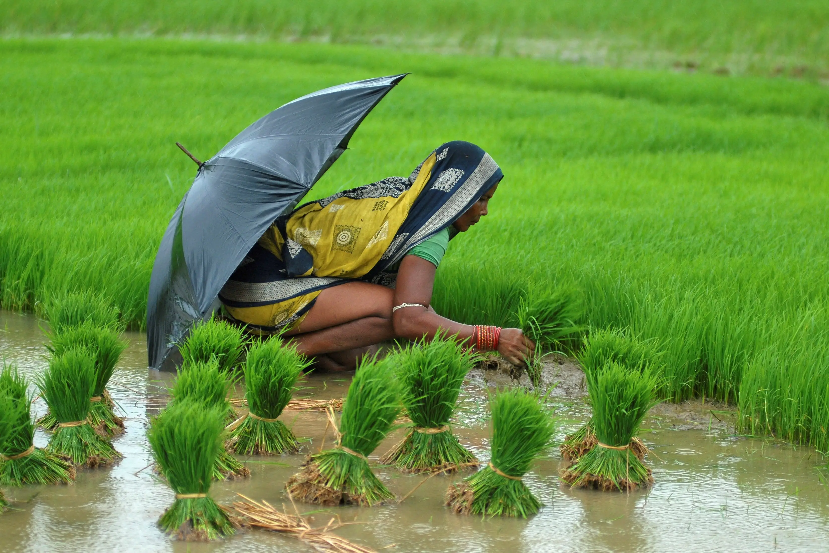 A woman works in a paddy field in the eastern Indian state of Orissa where rice is the main summer-sown crop in the country.  PHOTO: REUTERS
