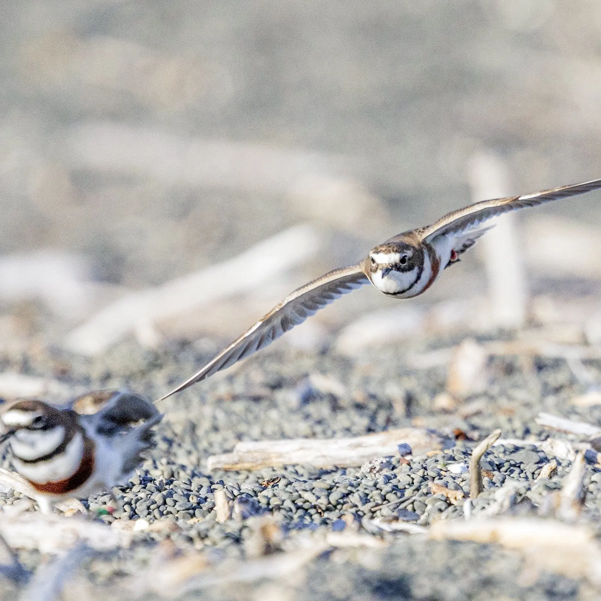 Late arrival sparked fears for Kaikōura’s dotterels