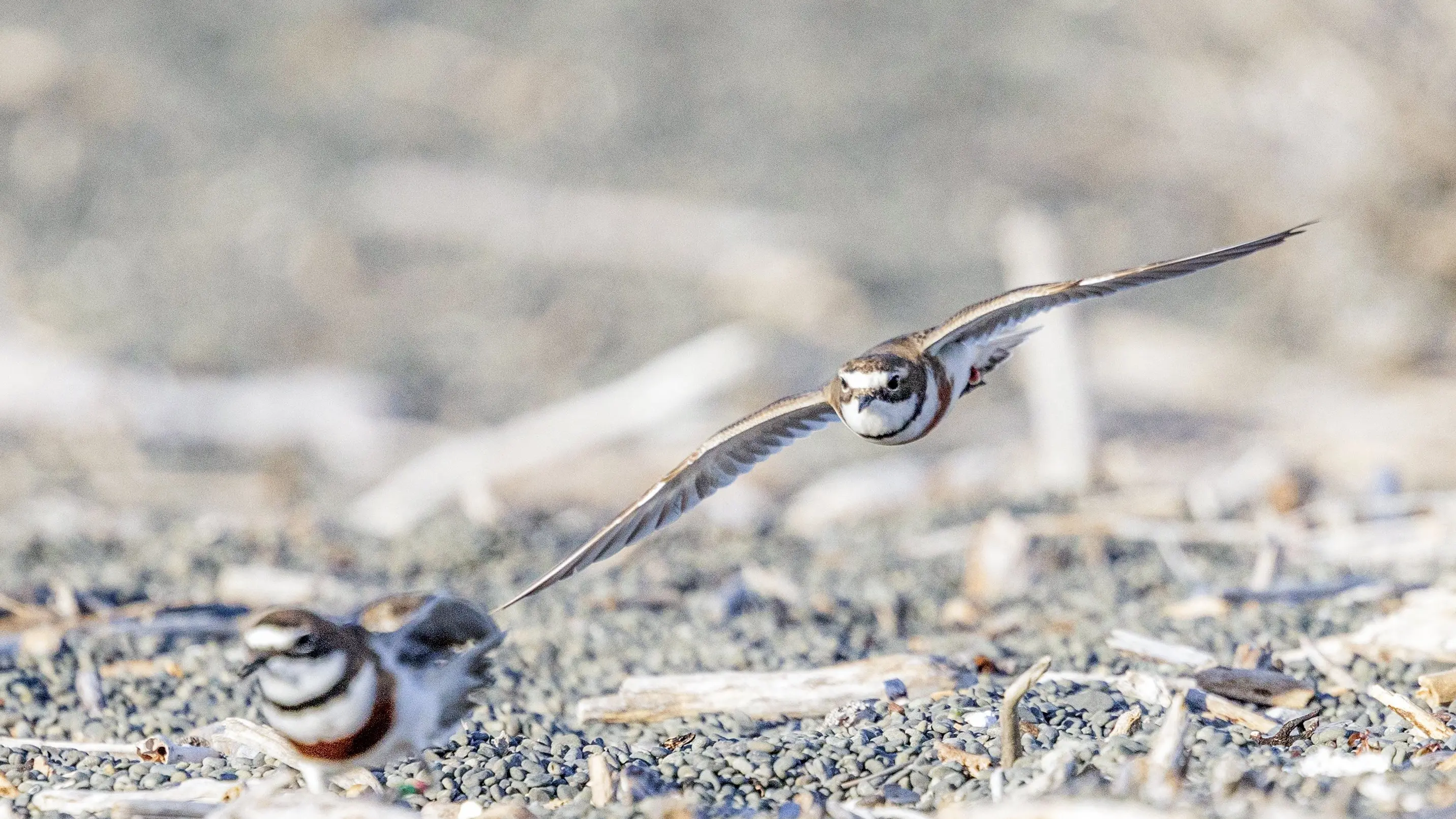 Late arrival sparked fears for Kaikōura’s dotterels