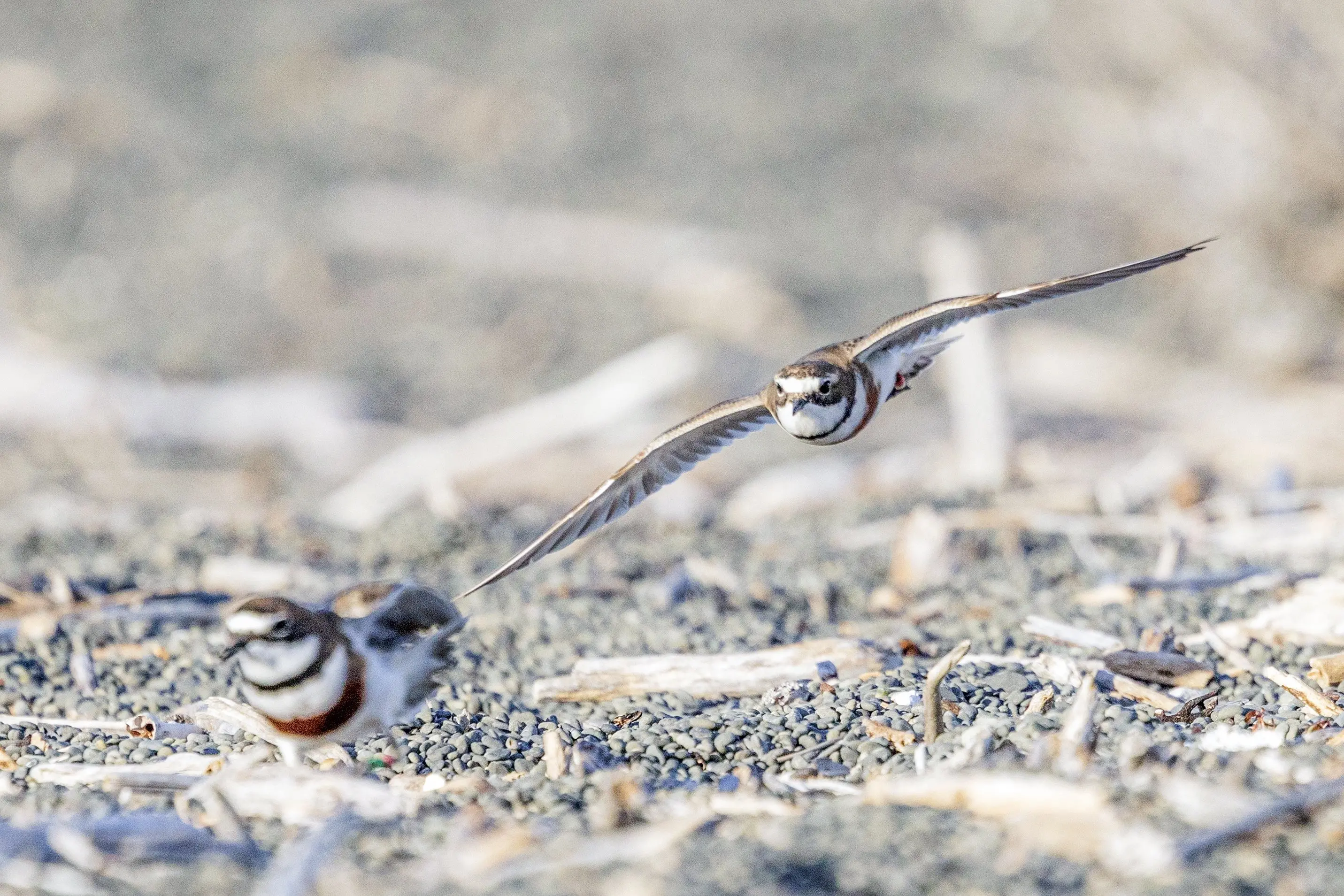 Airborne attack . . . A male banded dotterel / p\\u014Dhowera attacks over territory. Photo: Supplied by Ailsa McGilvary-Howard